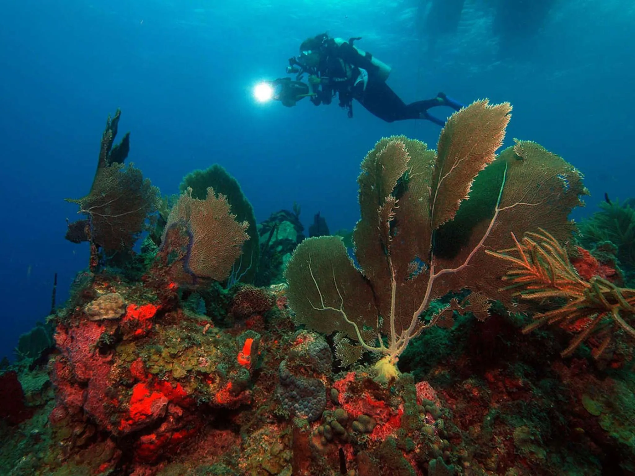 Diving in Oualie Beach Resort