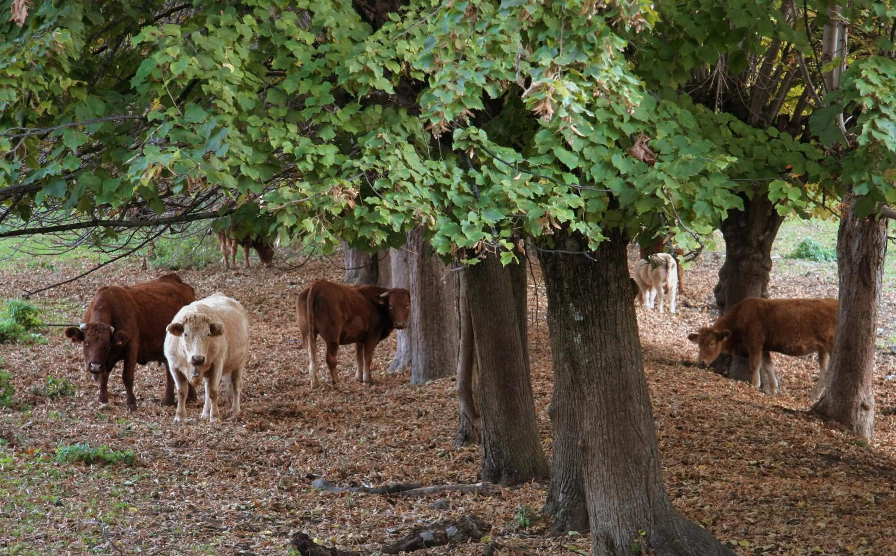 Natural landscape in Hotel Jaume
