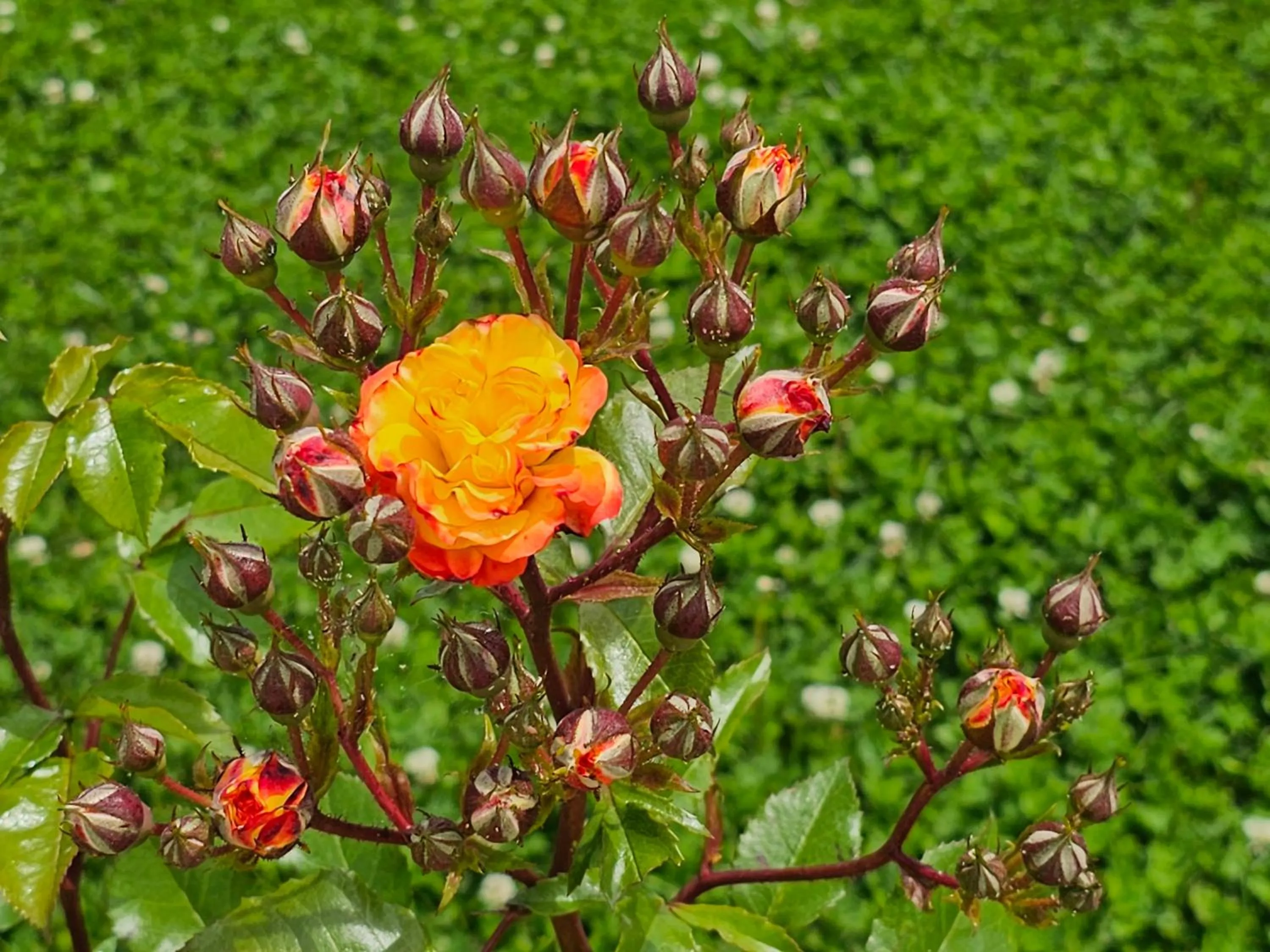 Garden in Diamond Beach Sarafovo by KP