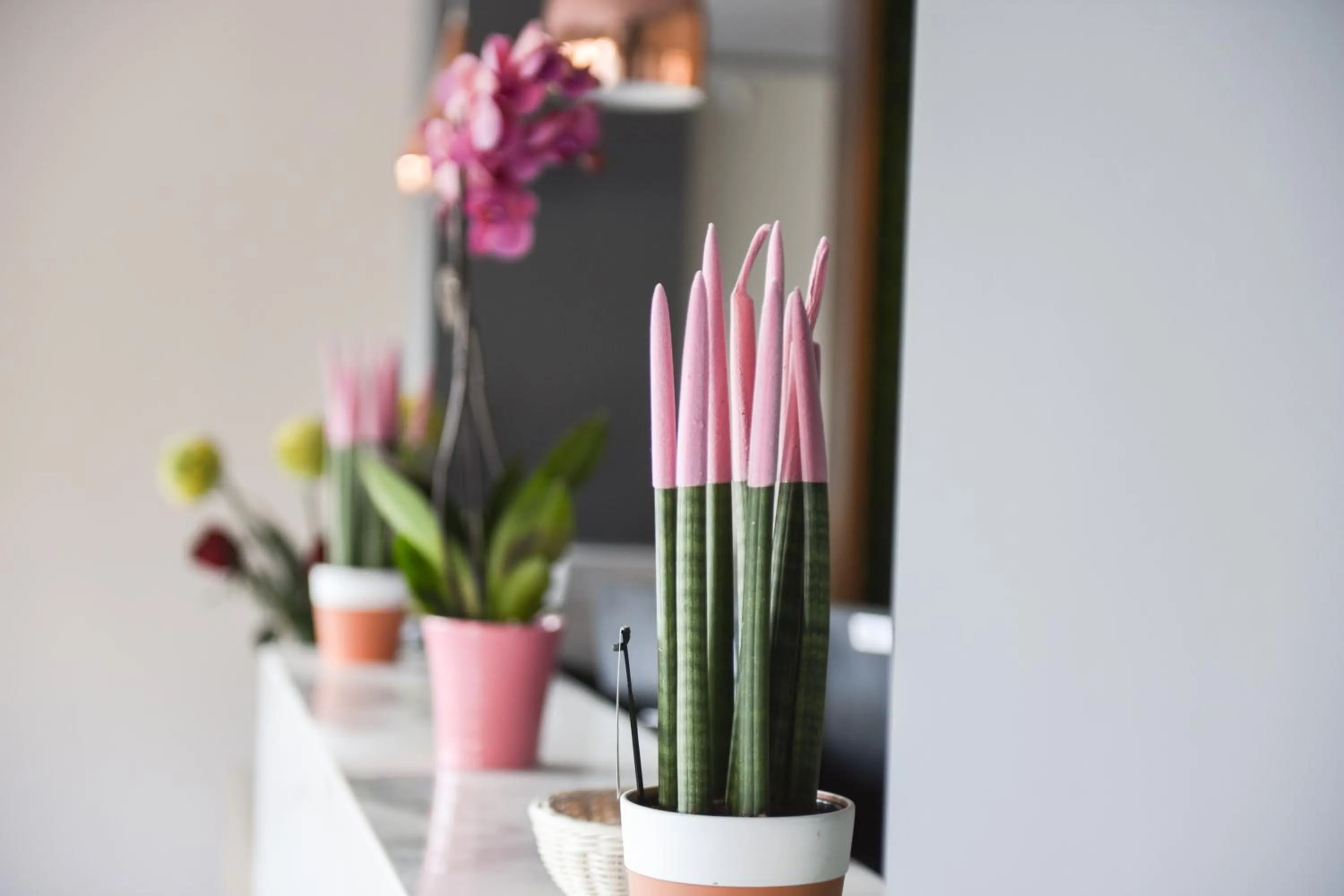 Spring in Padel Olivia's Hill Resort