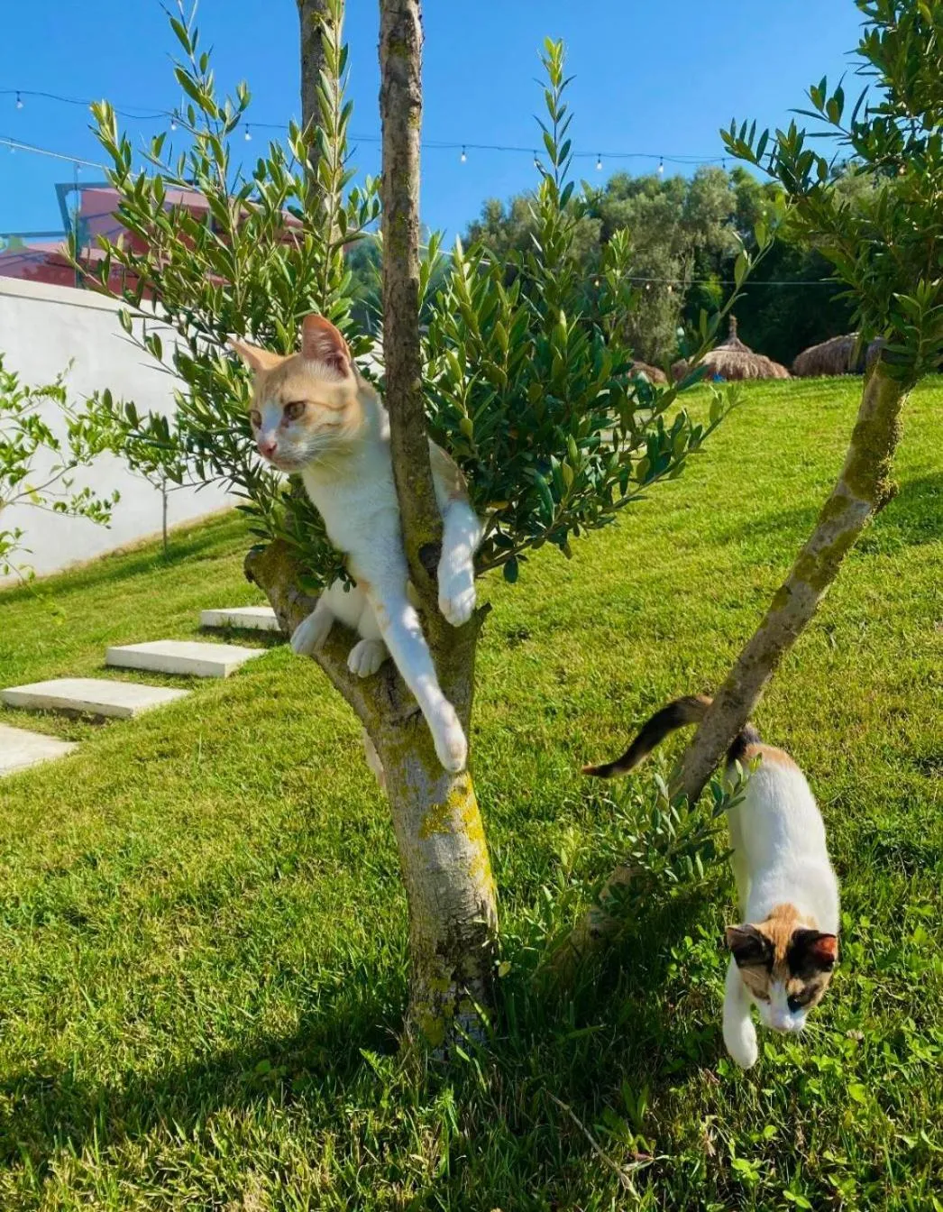 Spring in Padel Olivia's Hill Resort