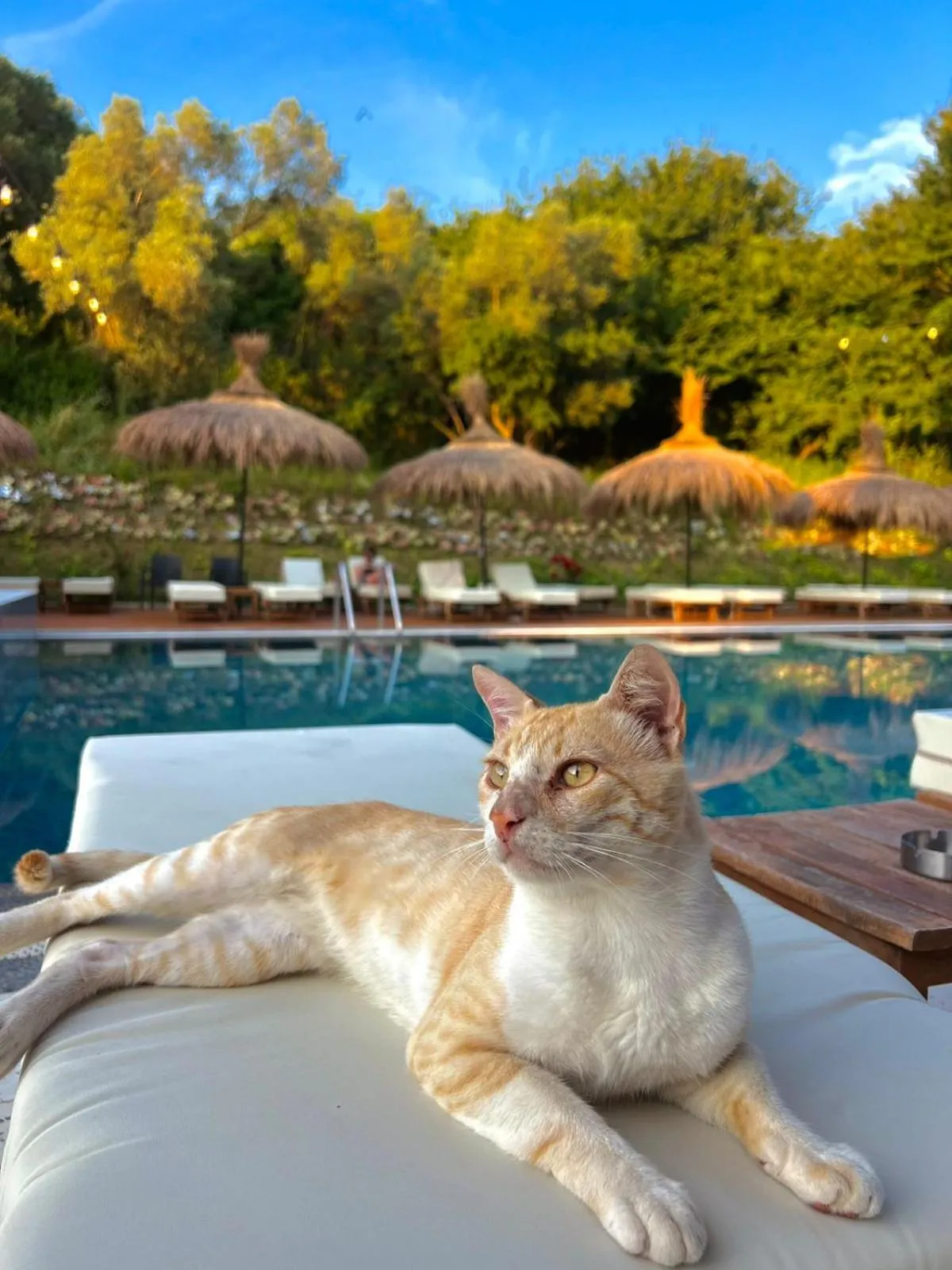 Swimming pool in Padel Olivia's Hill Resort