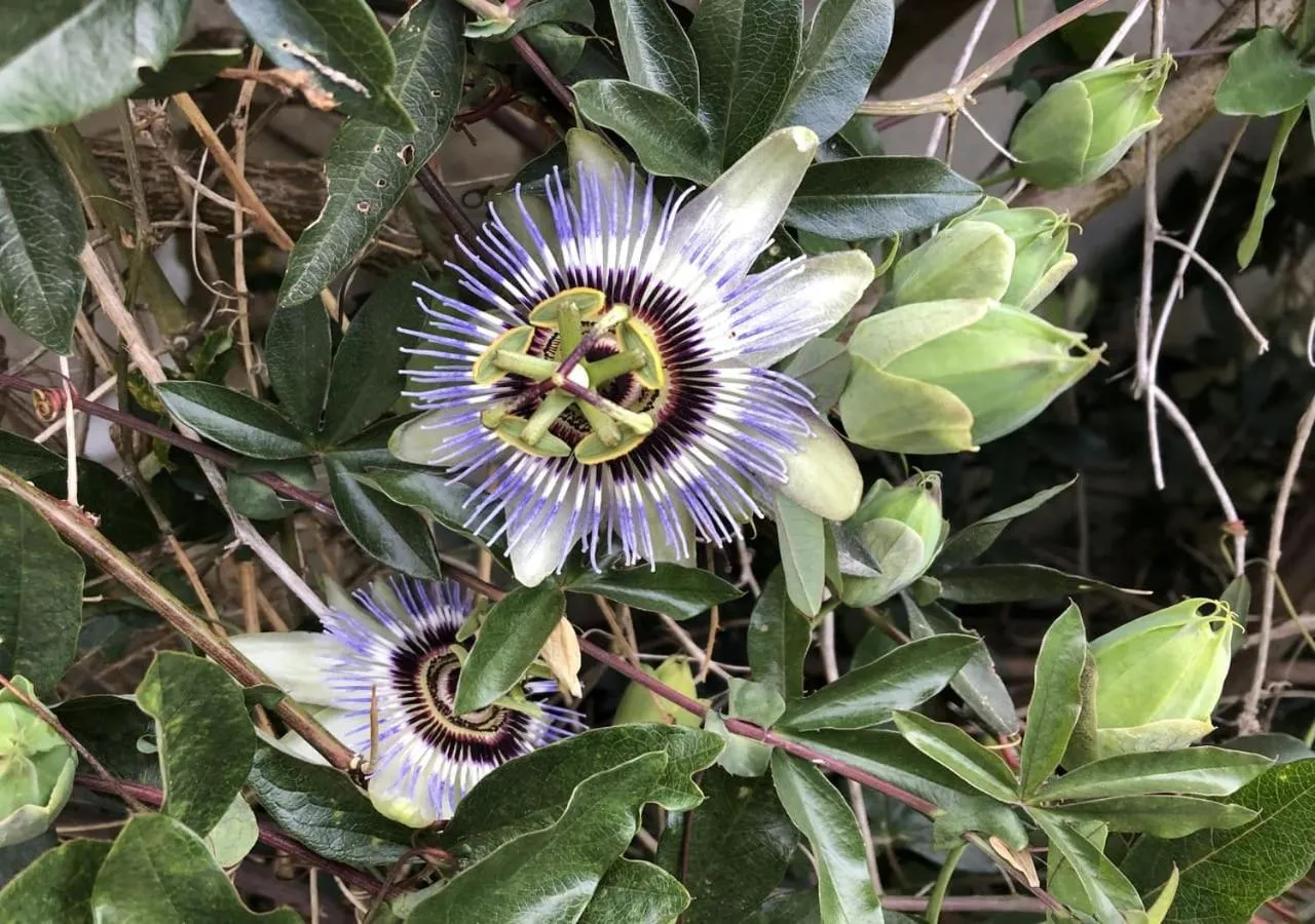 Garden in Mas Allard