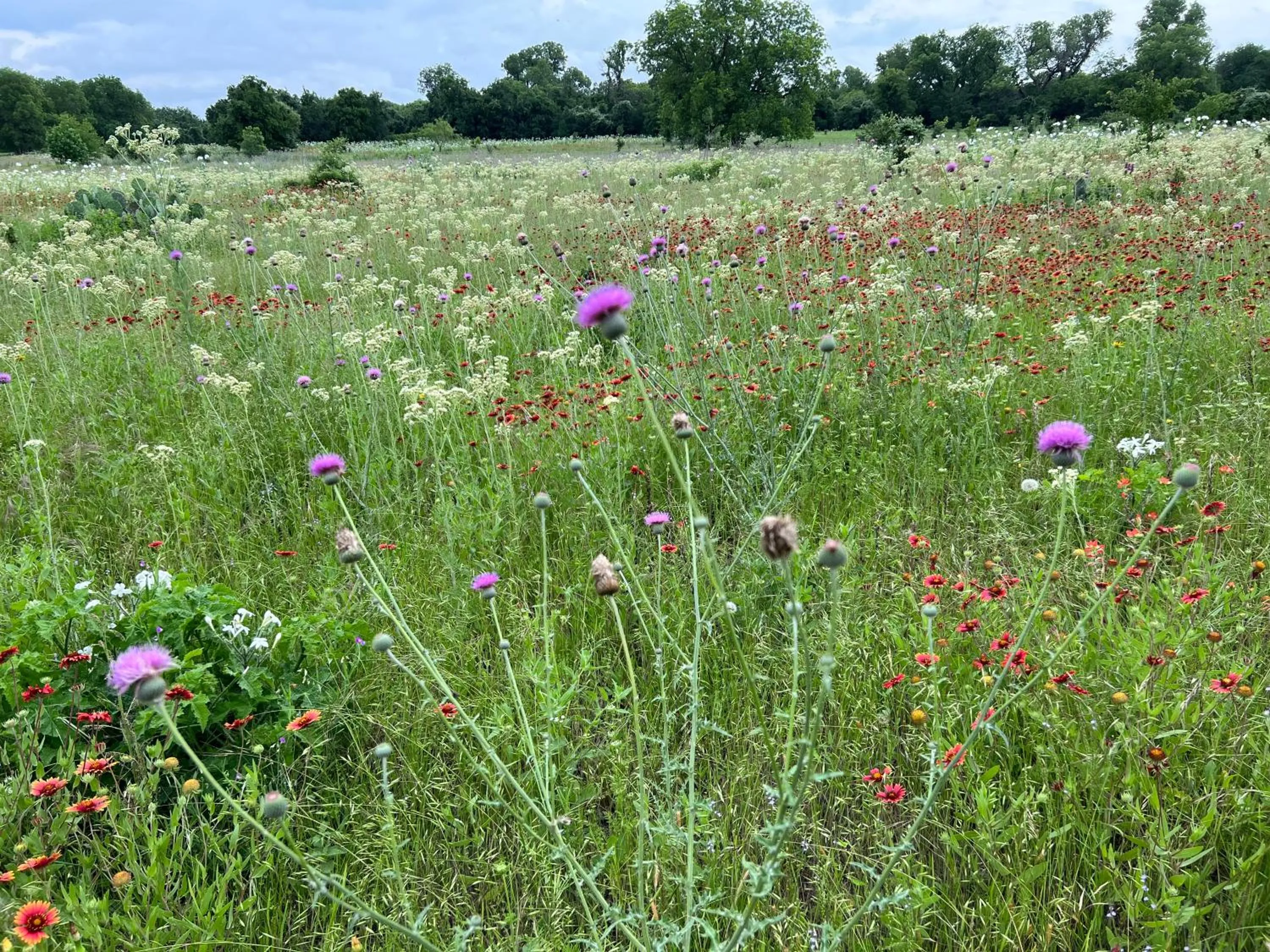 Spring in "Magical Treehouse" w spiral slide off the deck 350 acres on the Brazos River! Tubing! Petting Zoo!