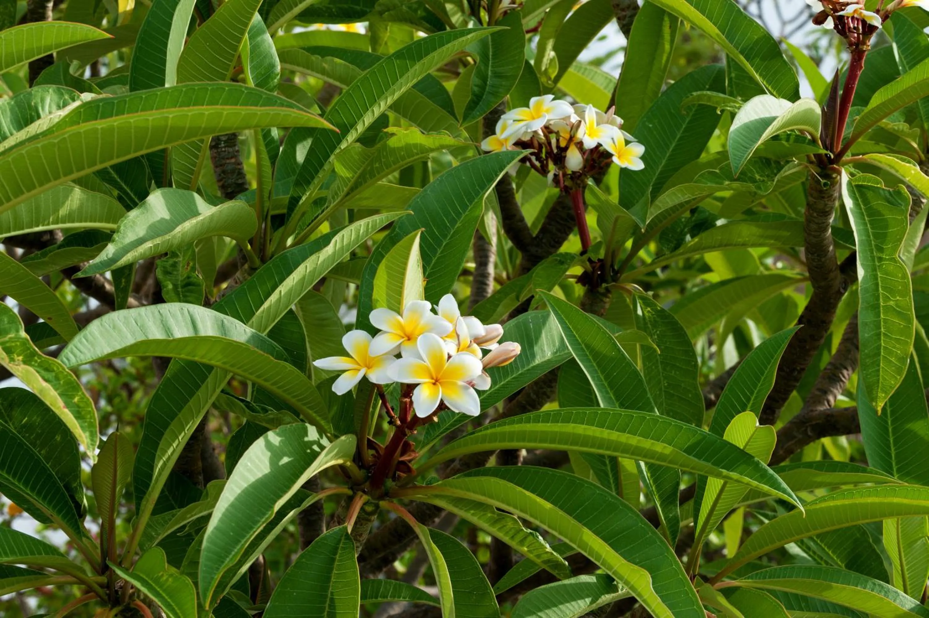 Garden in Melenos Art Boutique Hotel