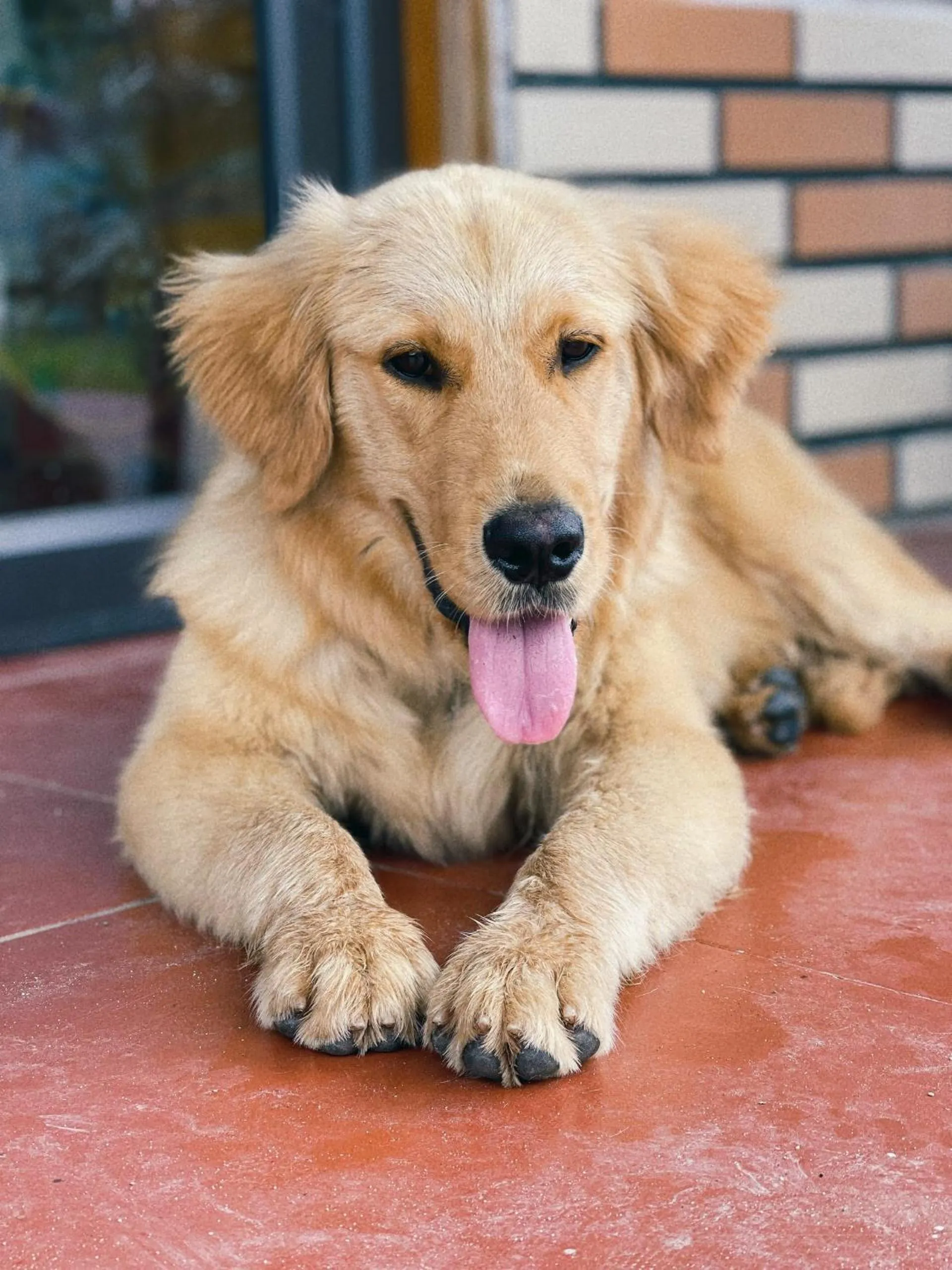 Animals in Moc Home Sapa