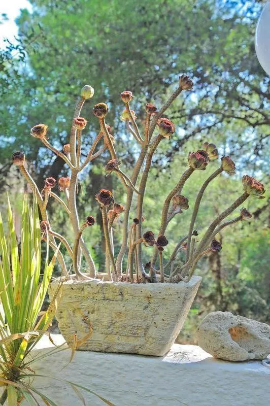 Decorative detail in The Delfini Hotel