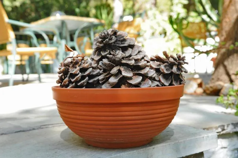 Garden in The Delfini Hotel