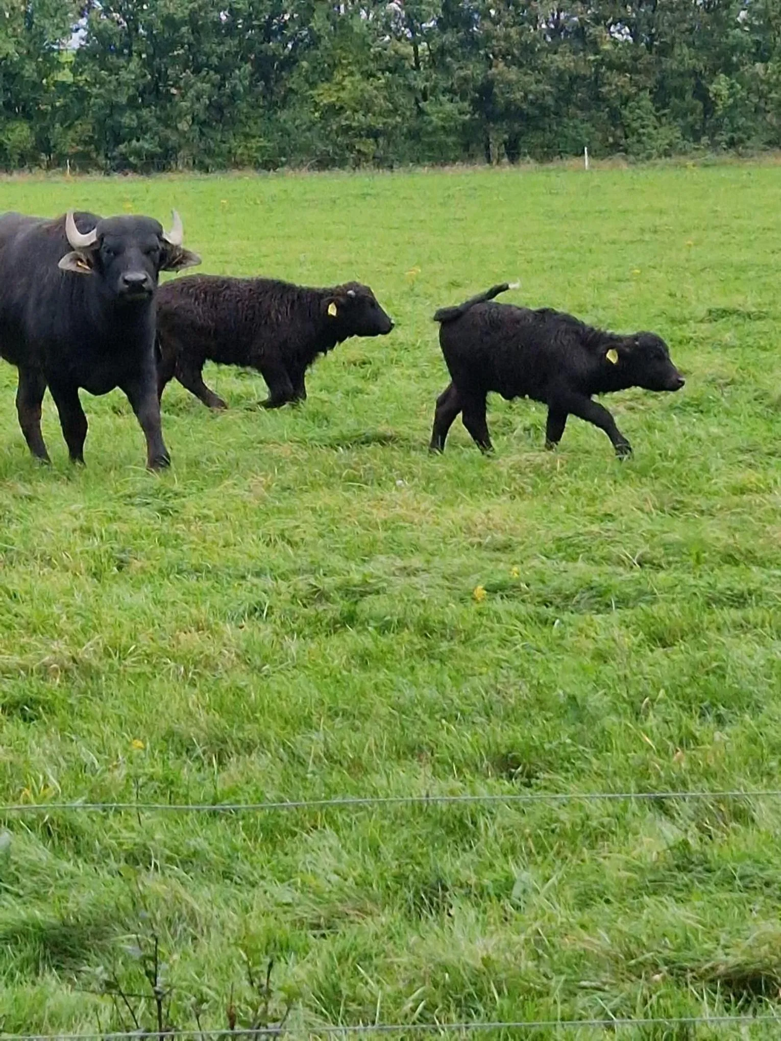 Other Animals in BIESBOSCHBEST