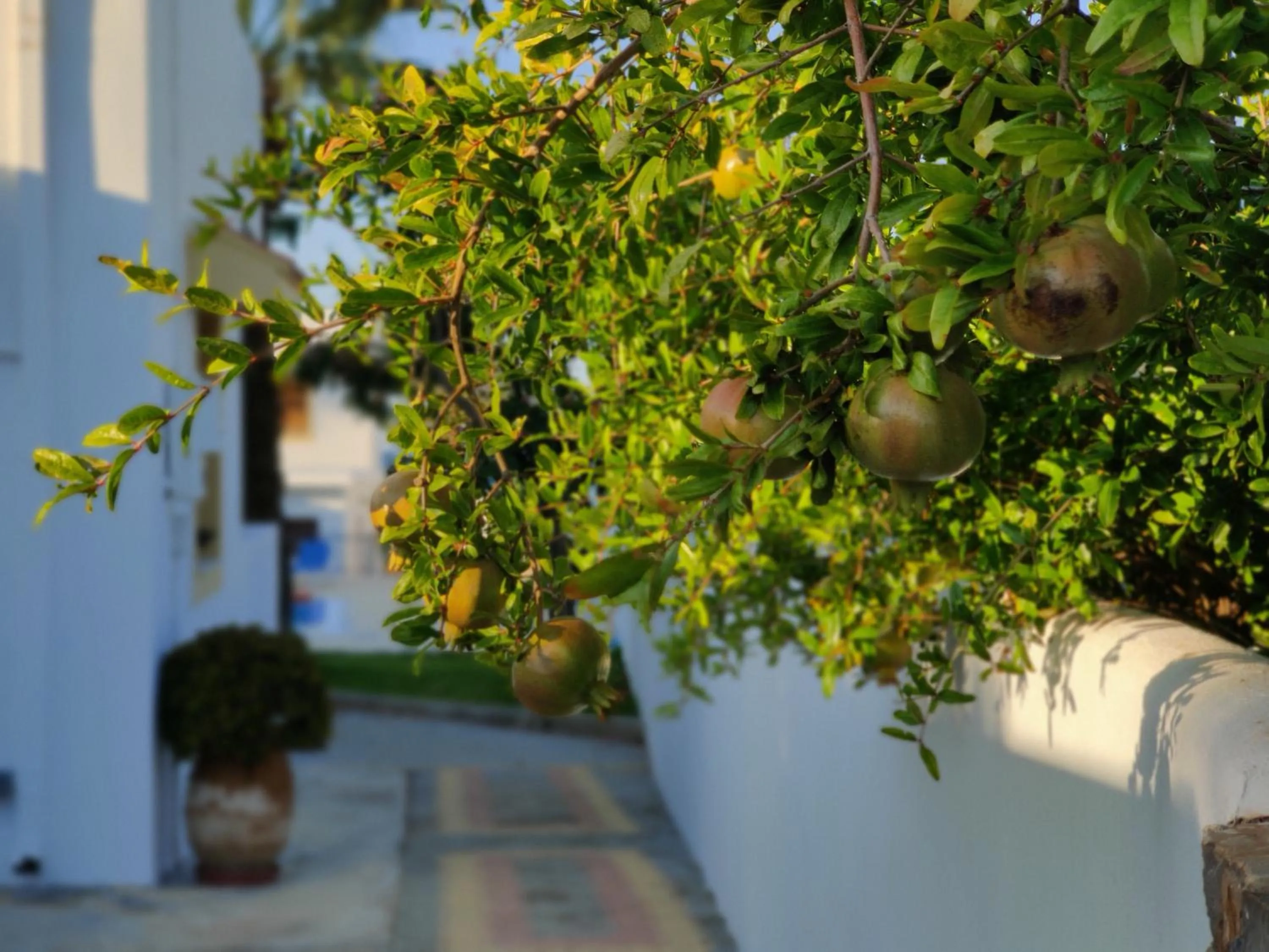 Garden in Angelika Apartotel