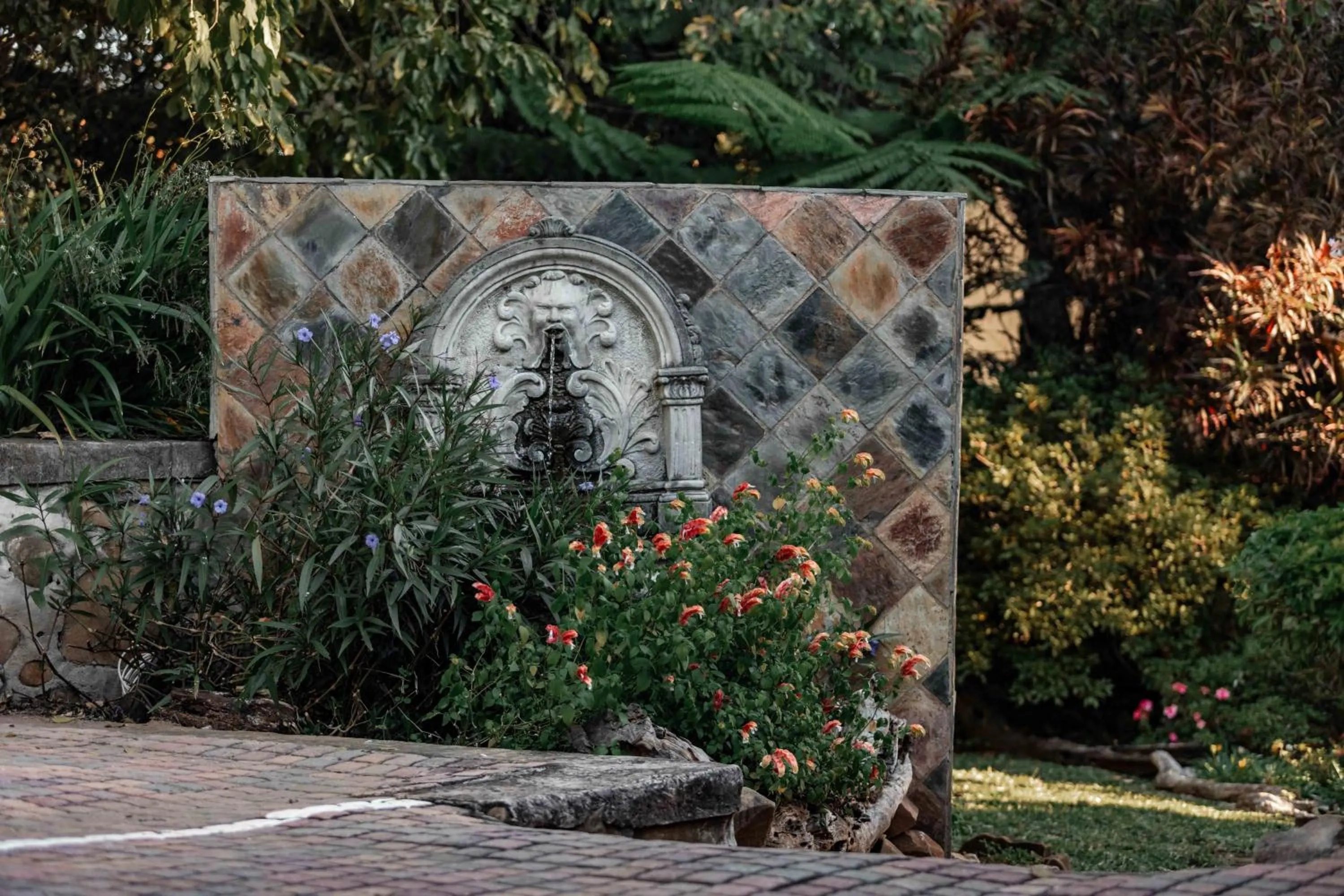 Garden in The Green Lizard Guesthouse