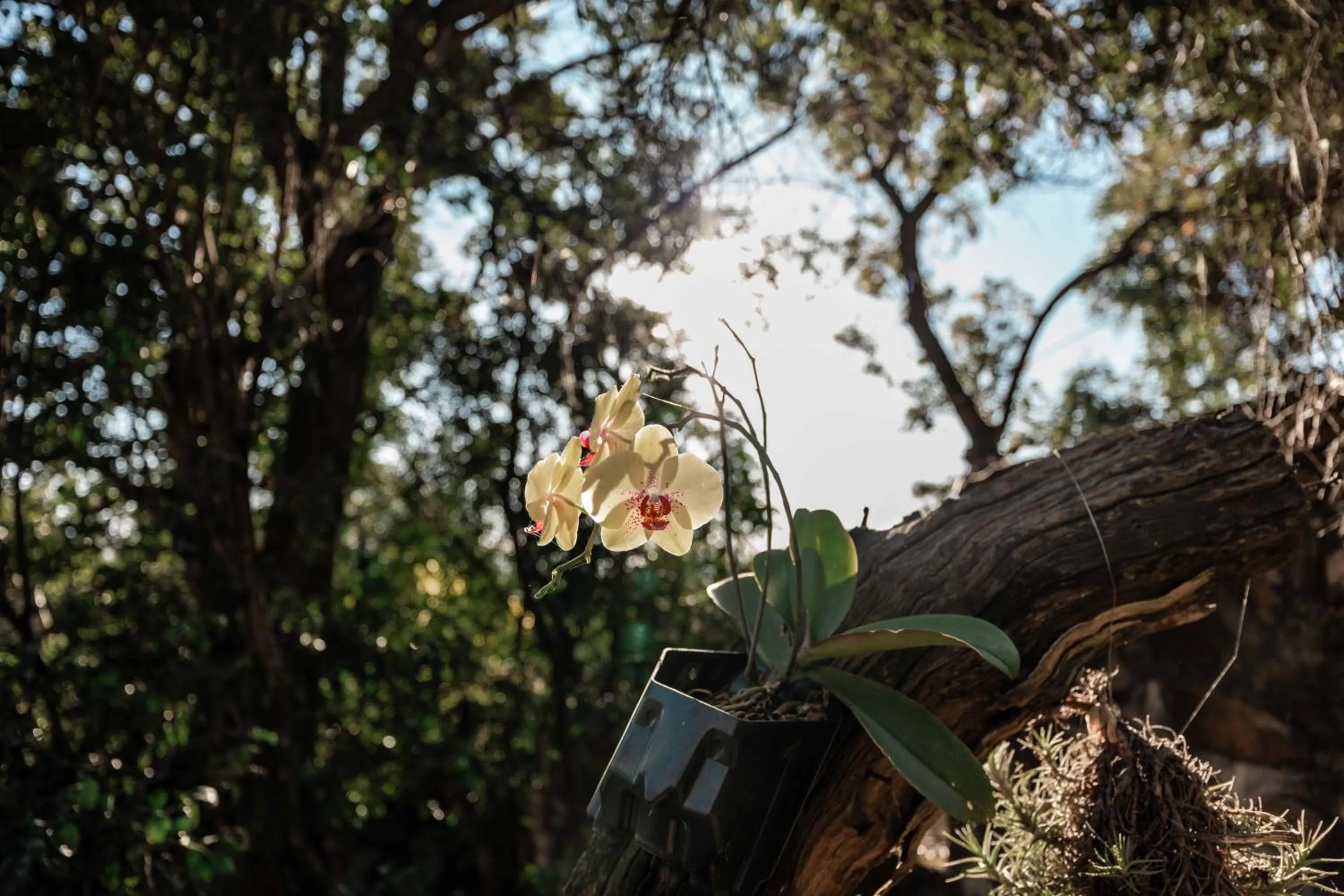 Natural landscape in The Green Lizard Guesthouse