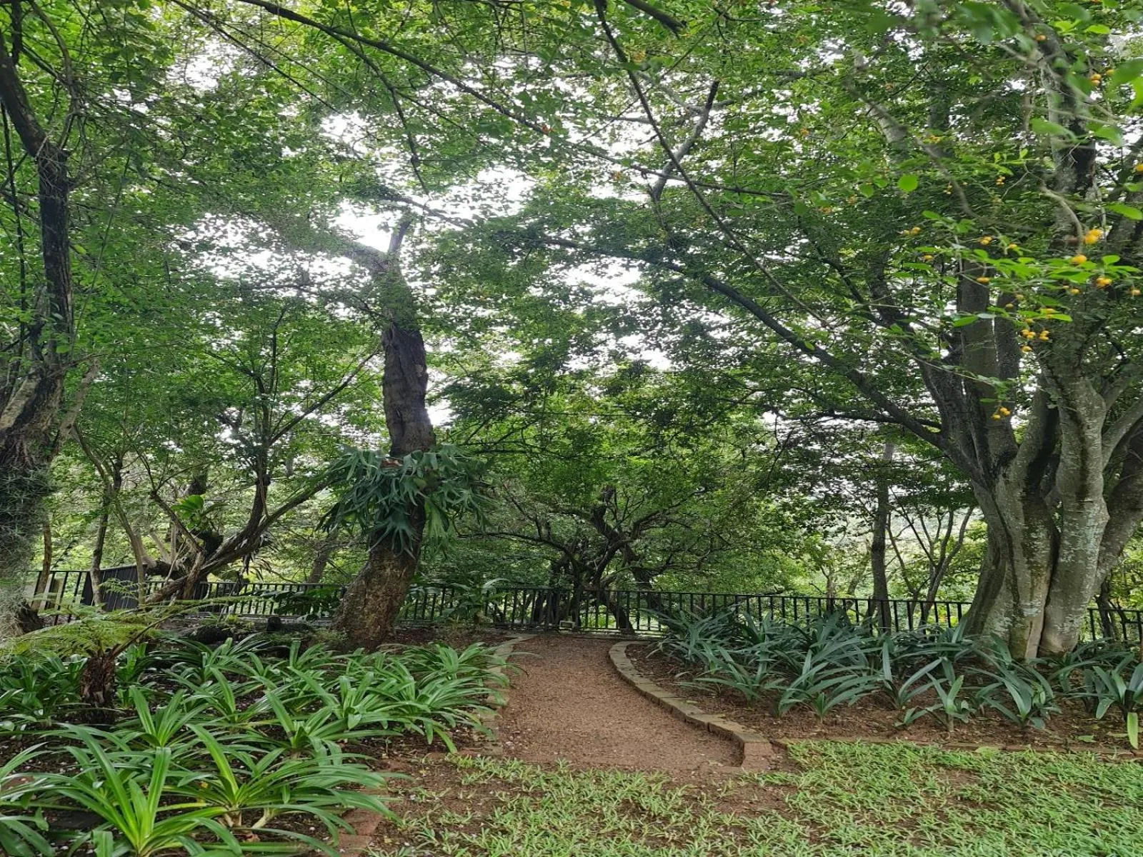 Natural landscape in The Green Lizard Guesthouse