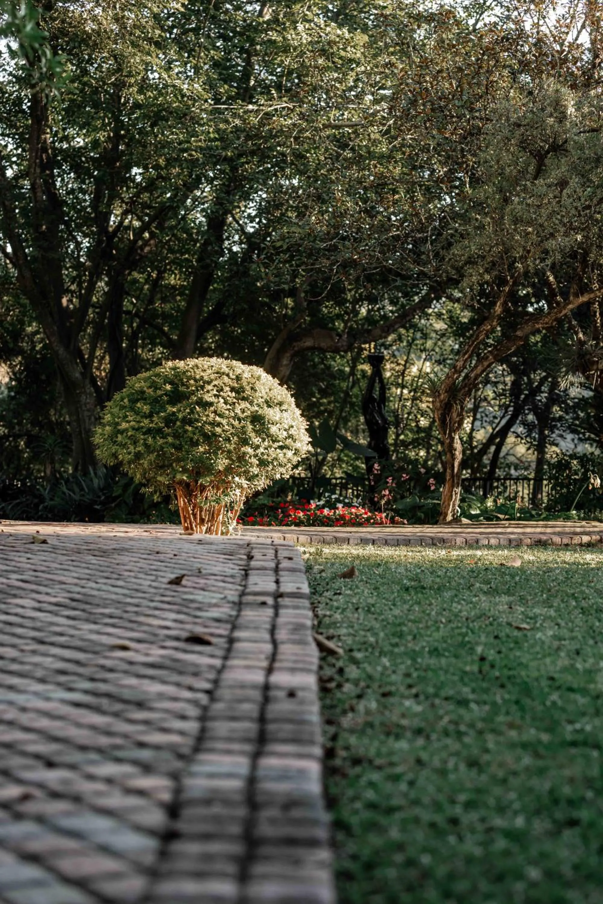 Garden in The Green Lizard Guesthouse