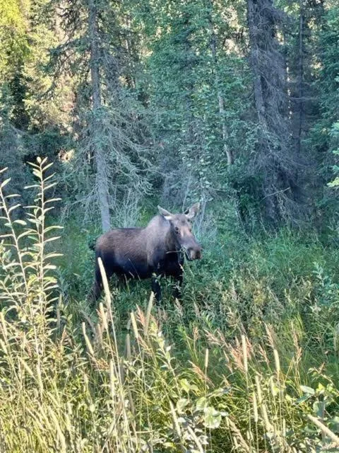 Alaska Lake + Lodge at Longmere