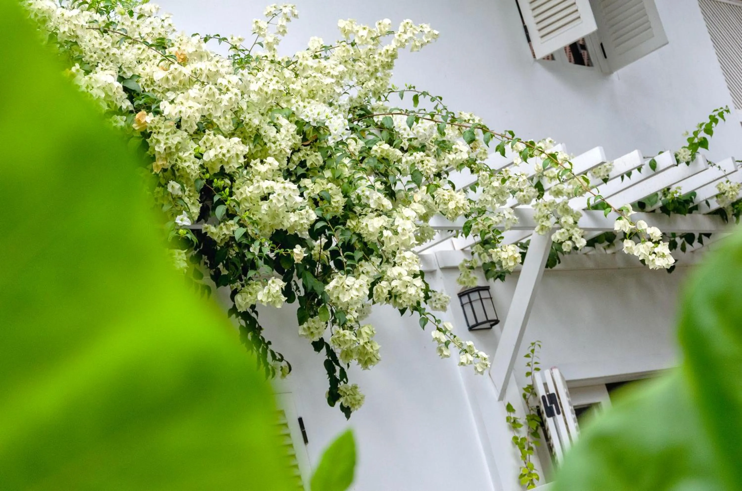 Garden in Chic stay HANA Boutique hotel xxxx Possible noise from the construction next to our property