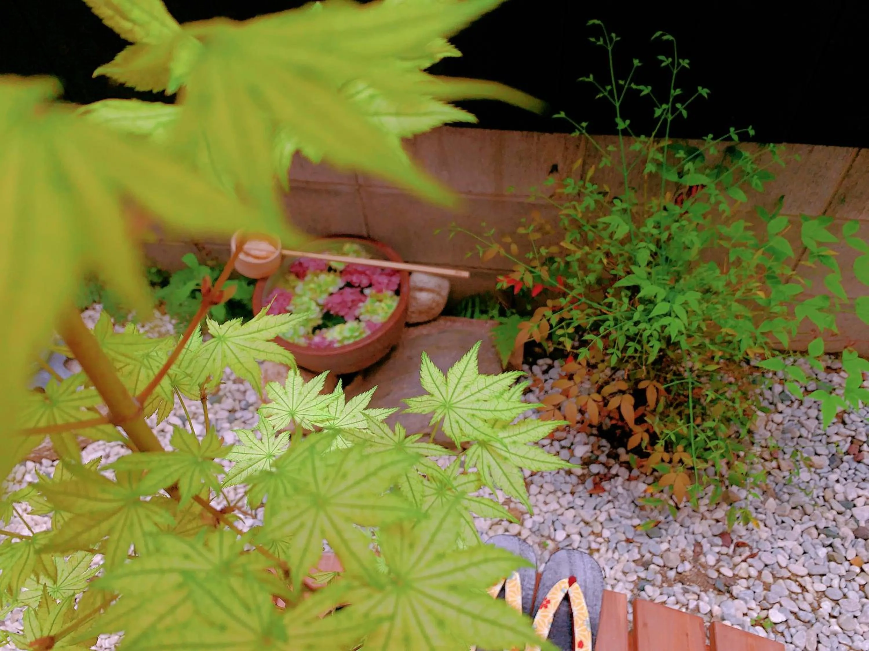 Garden view in 桃夭庵 touyouan momo house kujo 一棟貸切