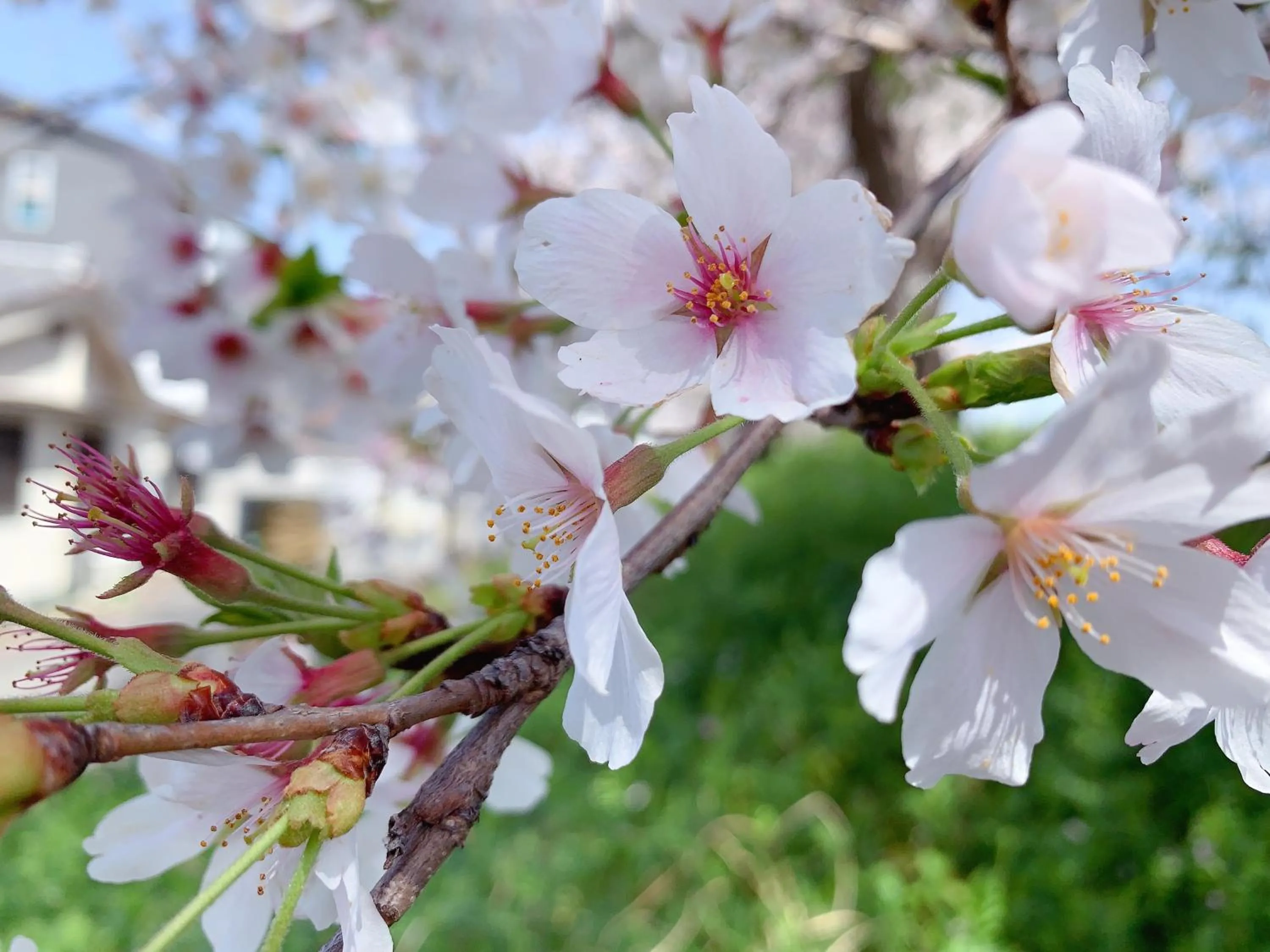 Nearby landmark in 桃夭庵 touyouan momo house kujo 一棟貸切