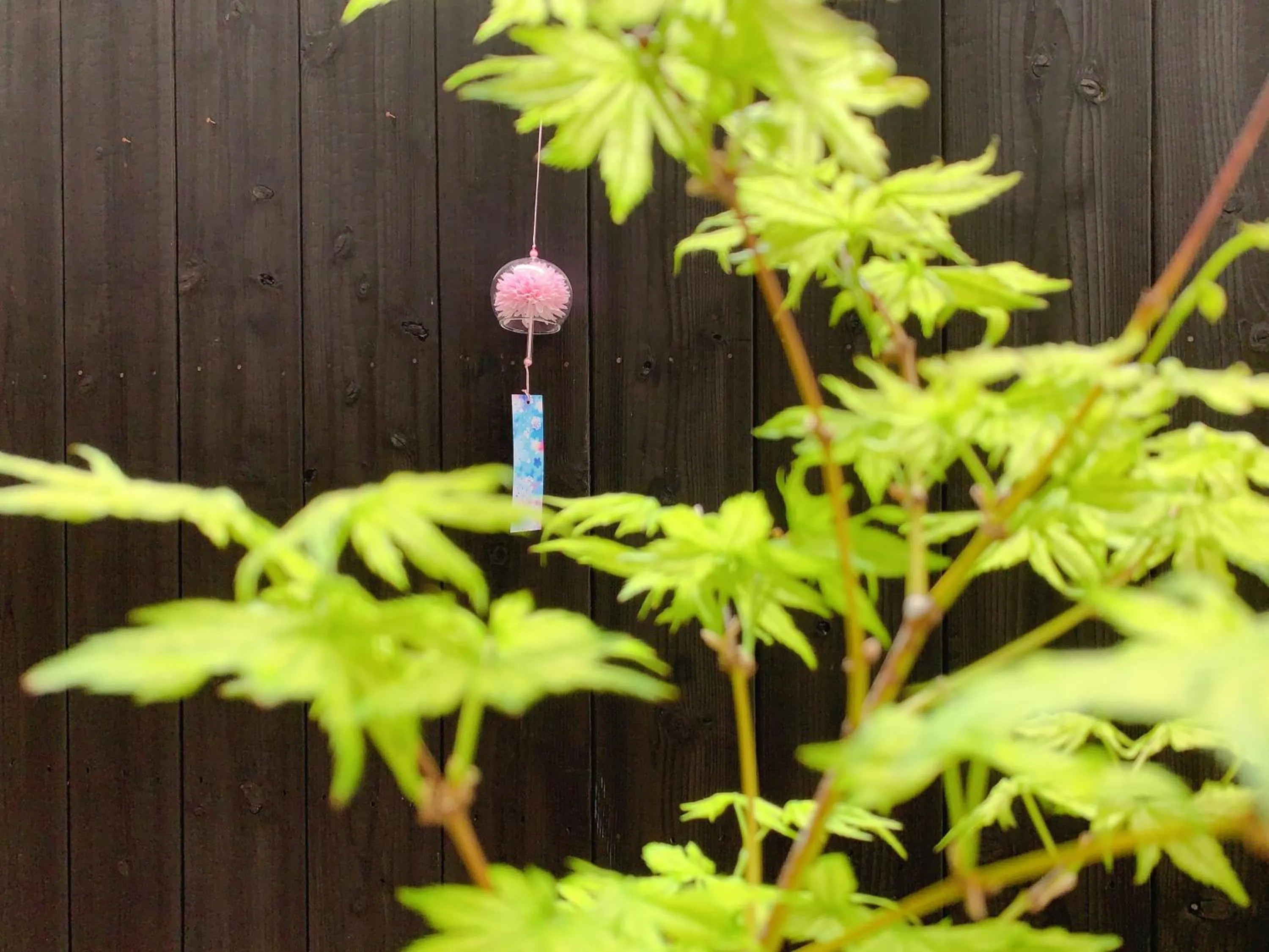 Garden view in 桃夭庵 touyouan momo house kujo 一棟貸切