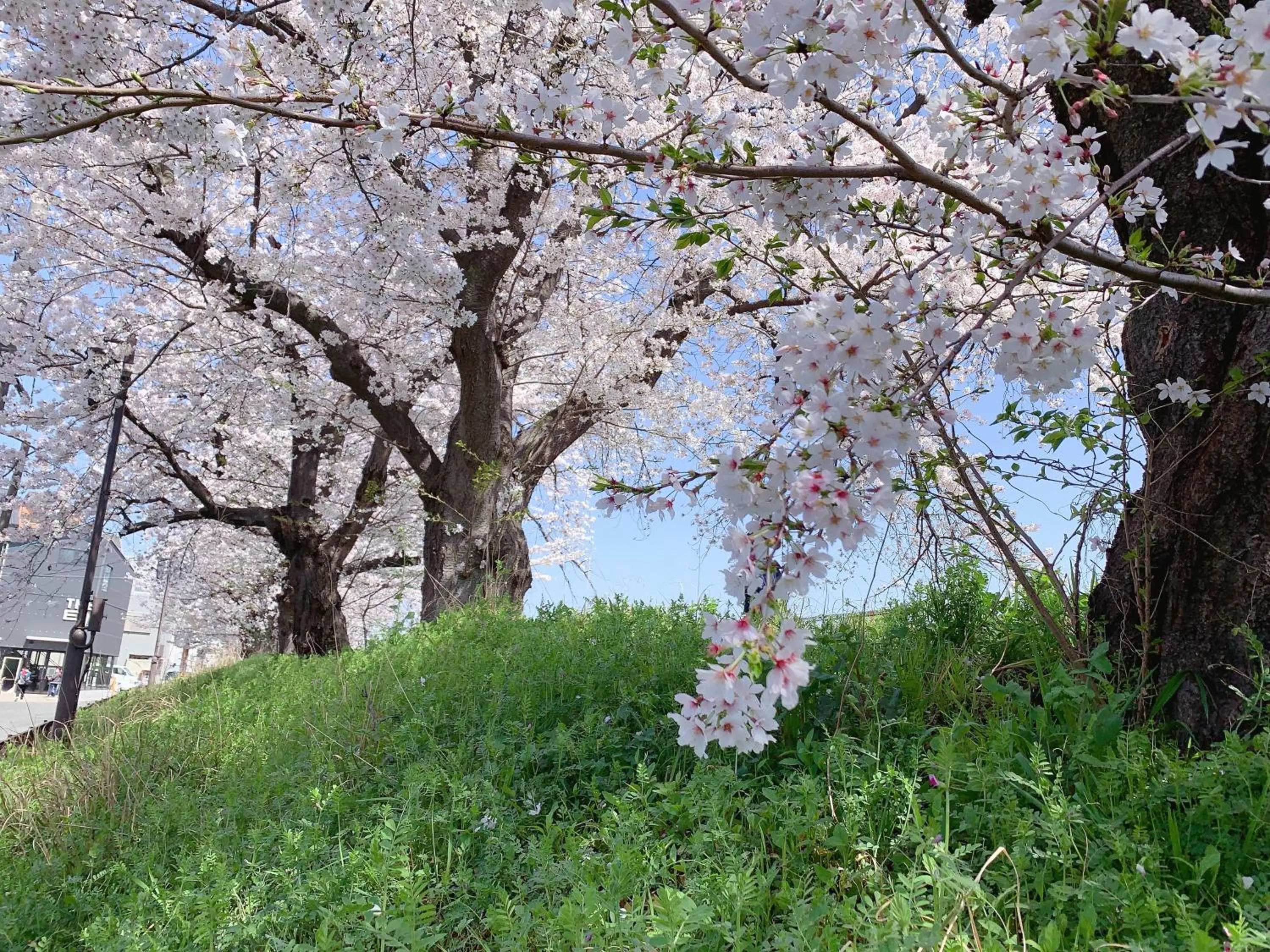 Natural landscape in 桃夭庵 touyouan momo house kujo 一棟貸切