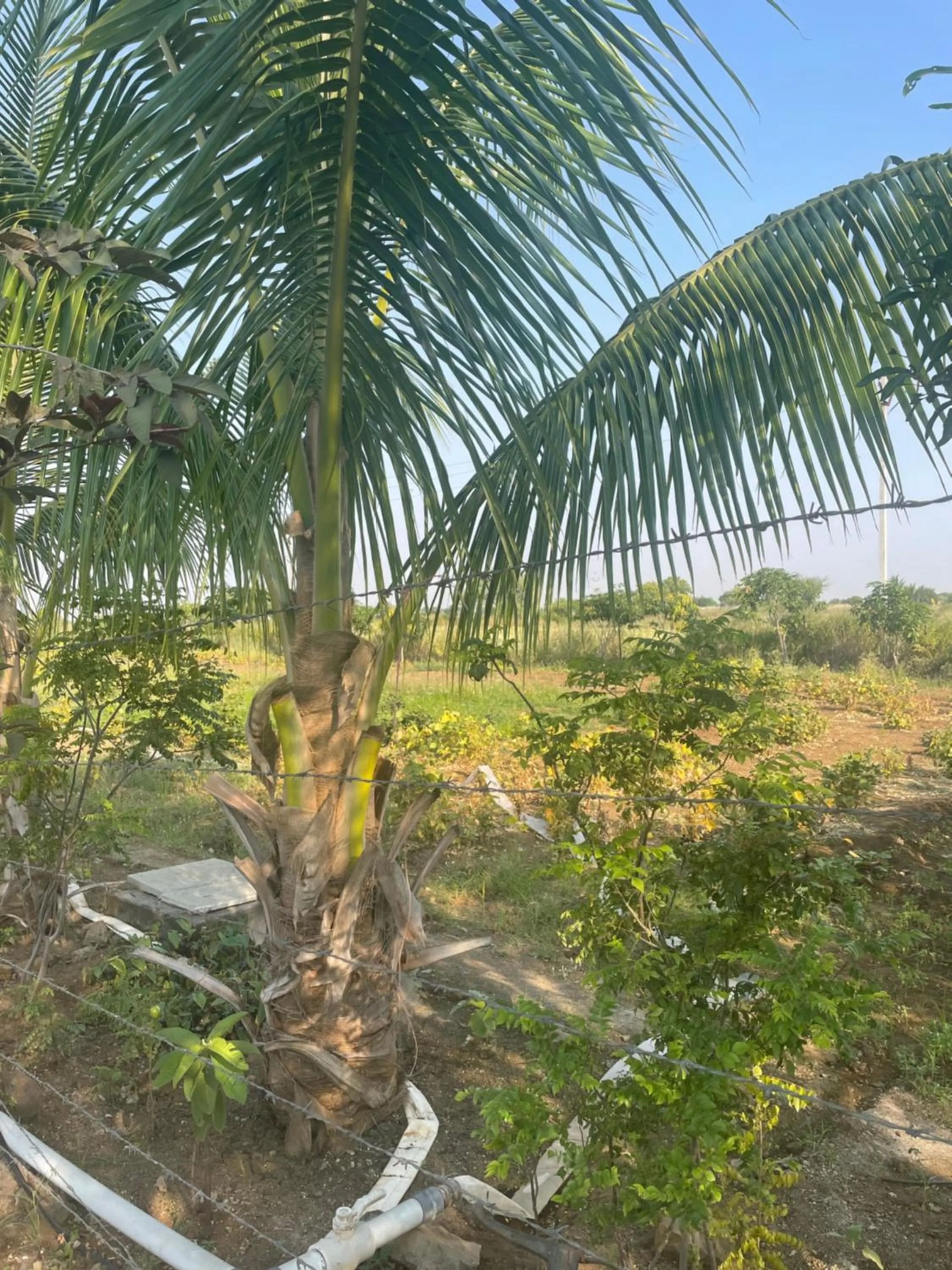 Garden in Mango Mist Farm Stay