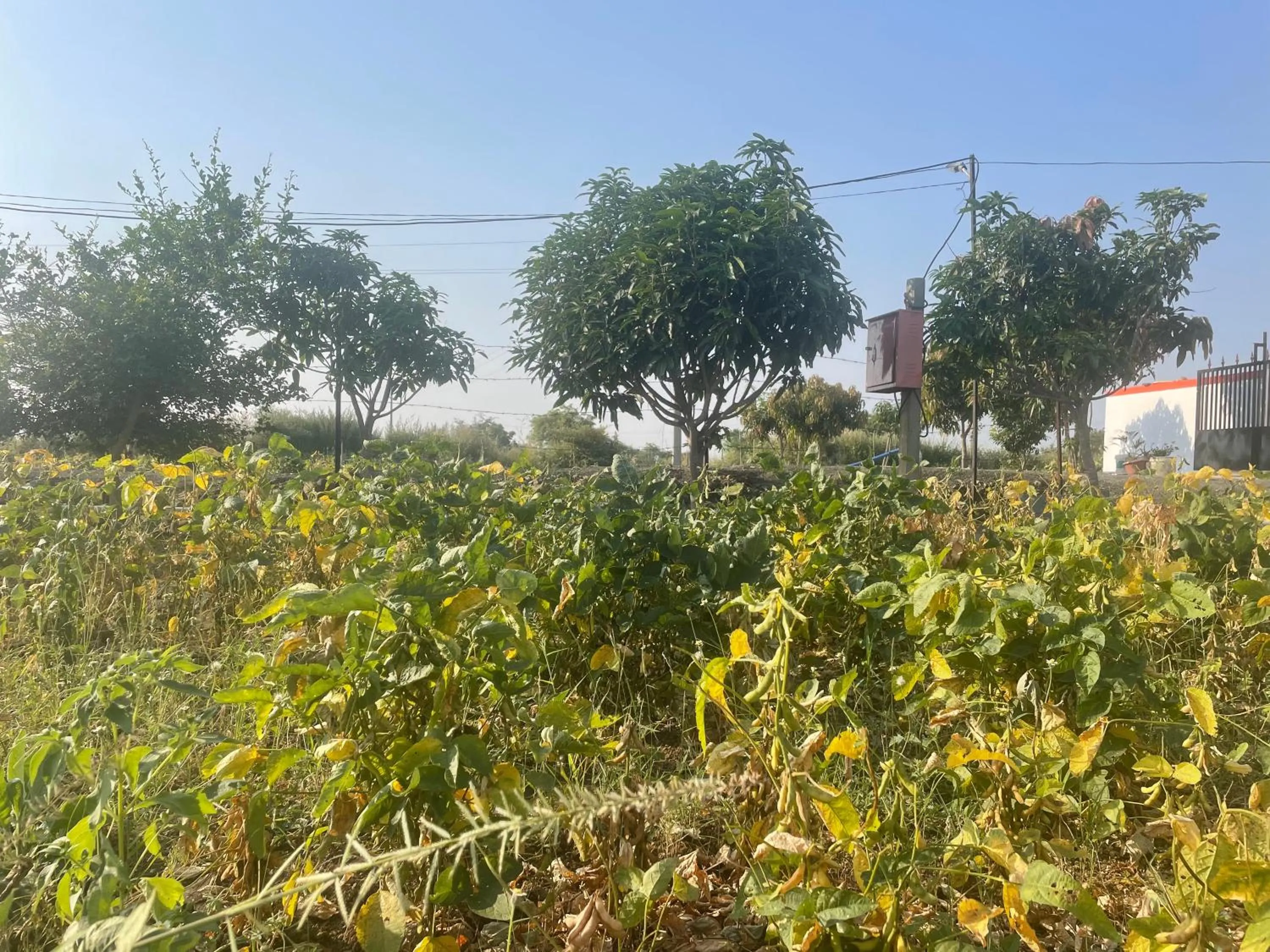 Garden in Mango Mist Farm Stay