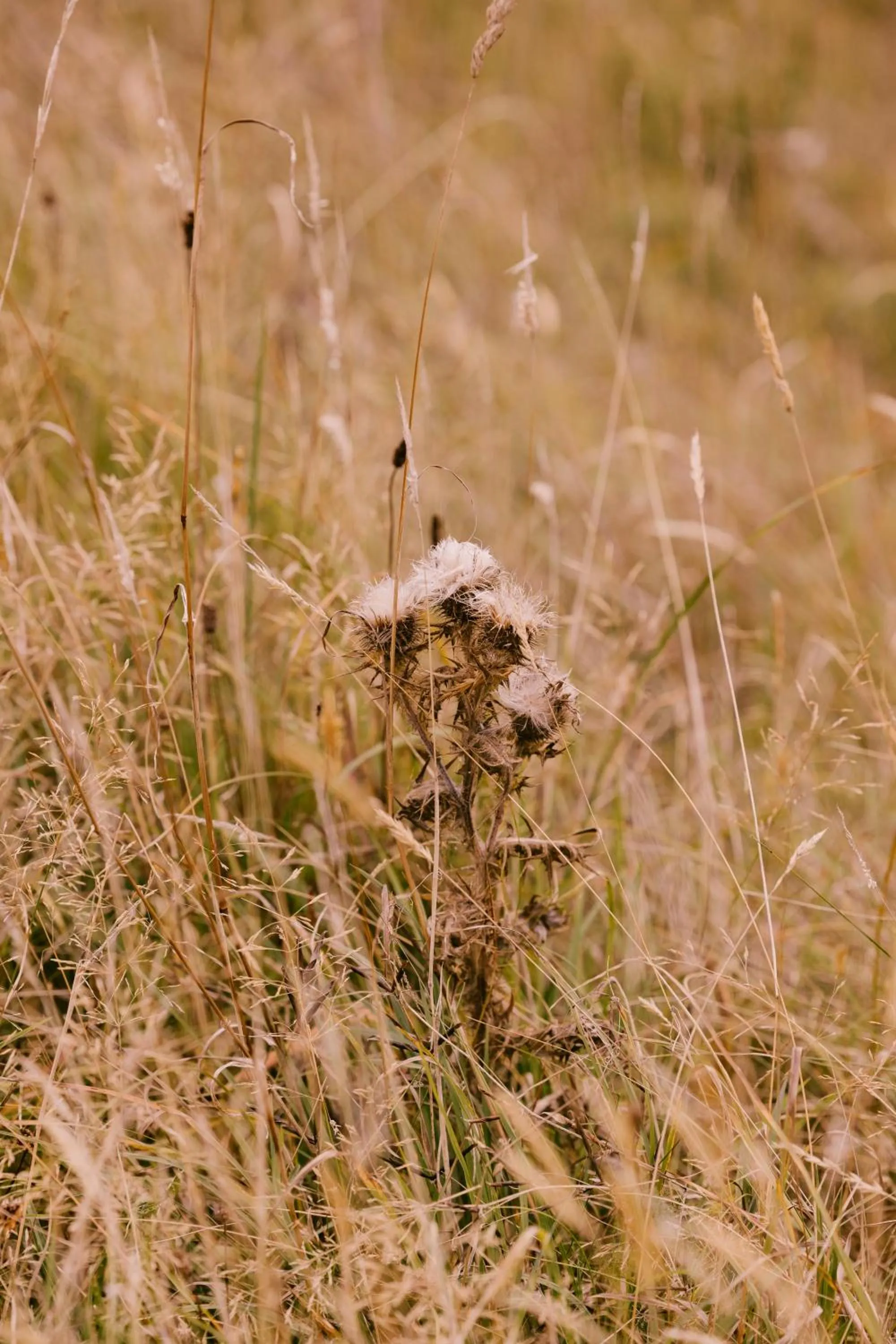Natural landscape in Dornoch Station