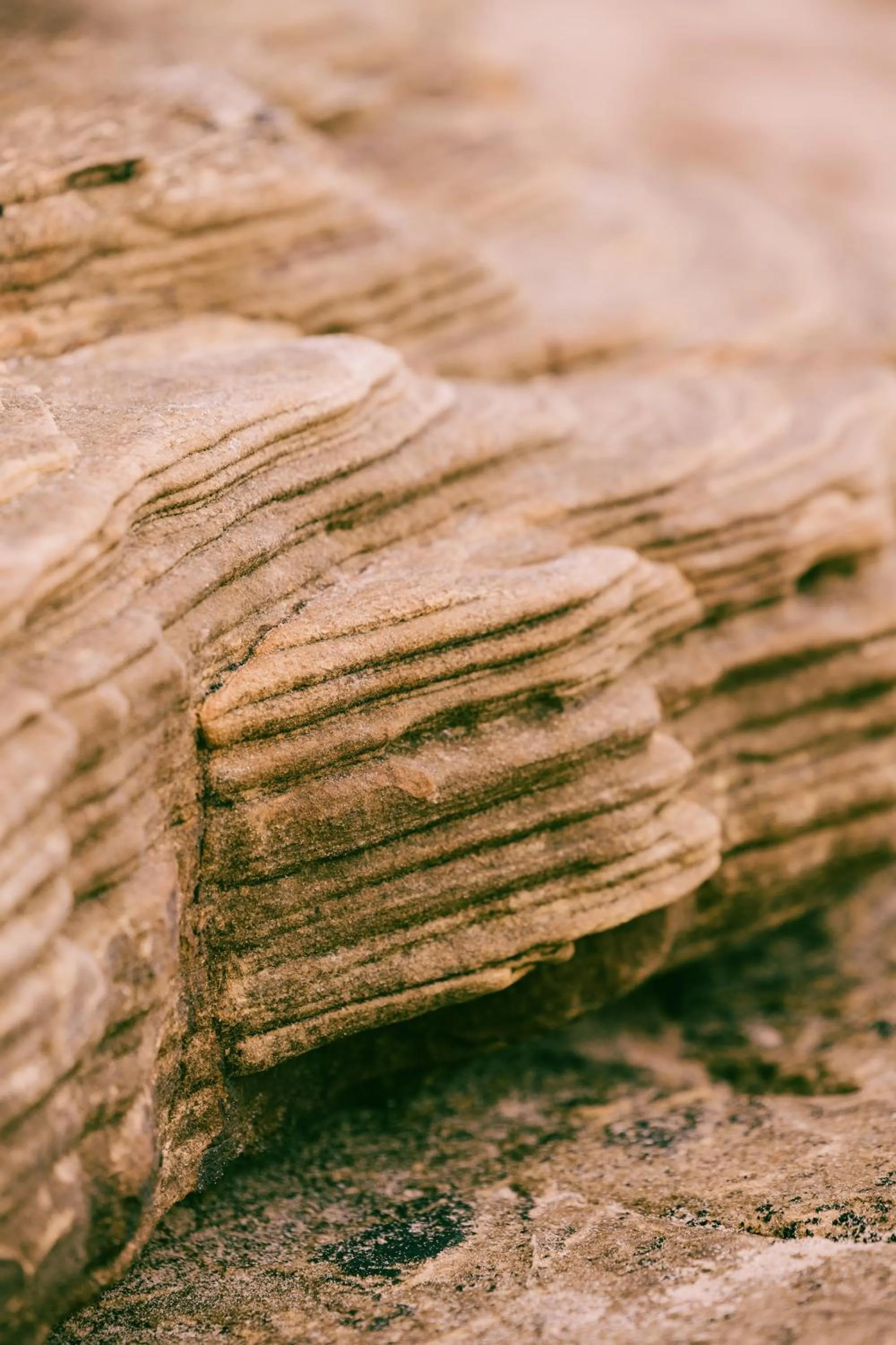 Natural landscape in Dornoch Station