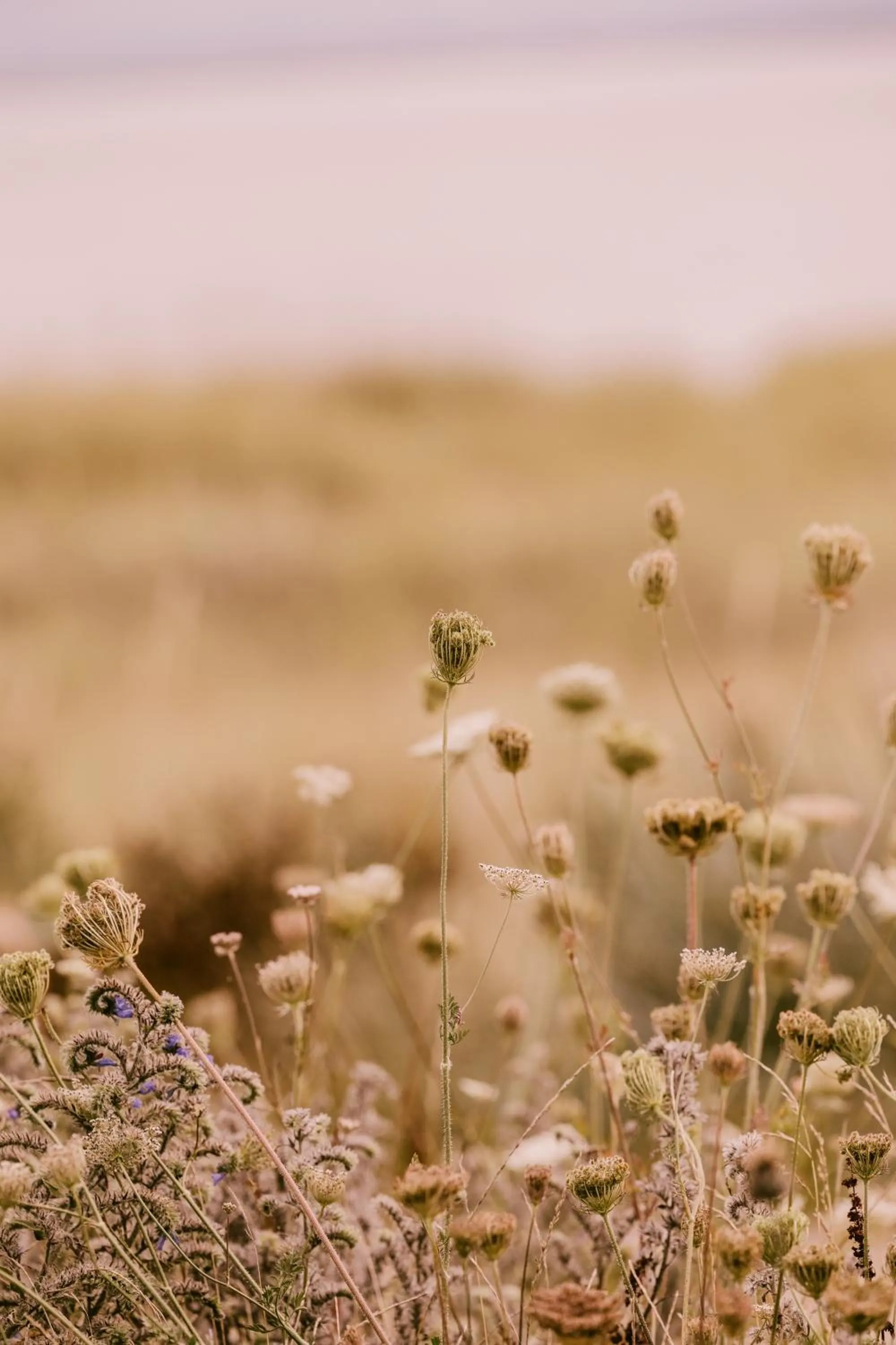 Natural landscape in Dornoch Station