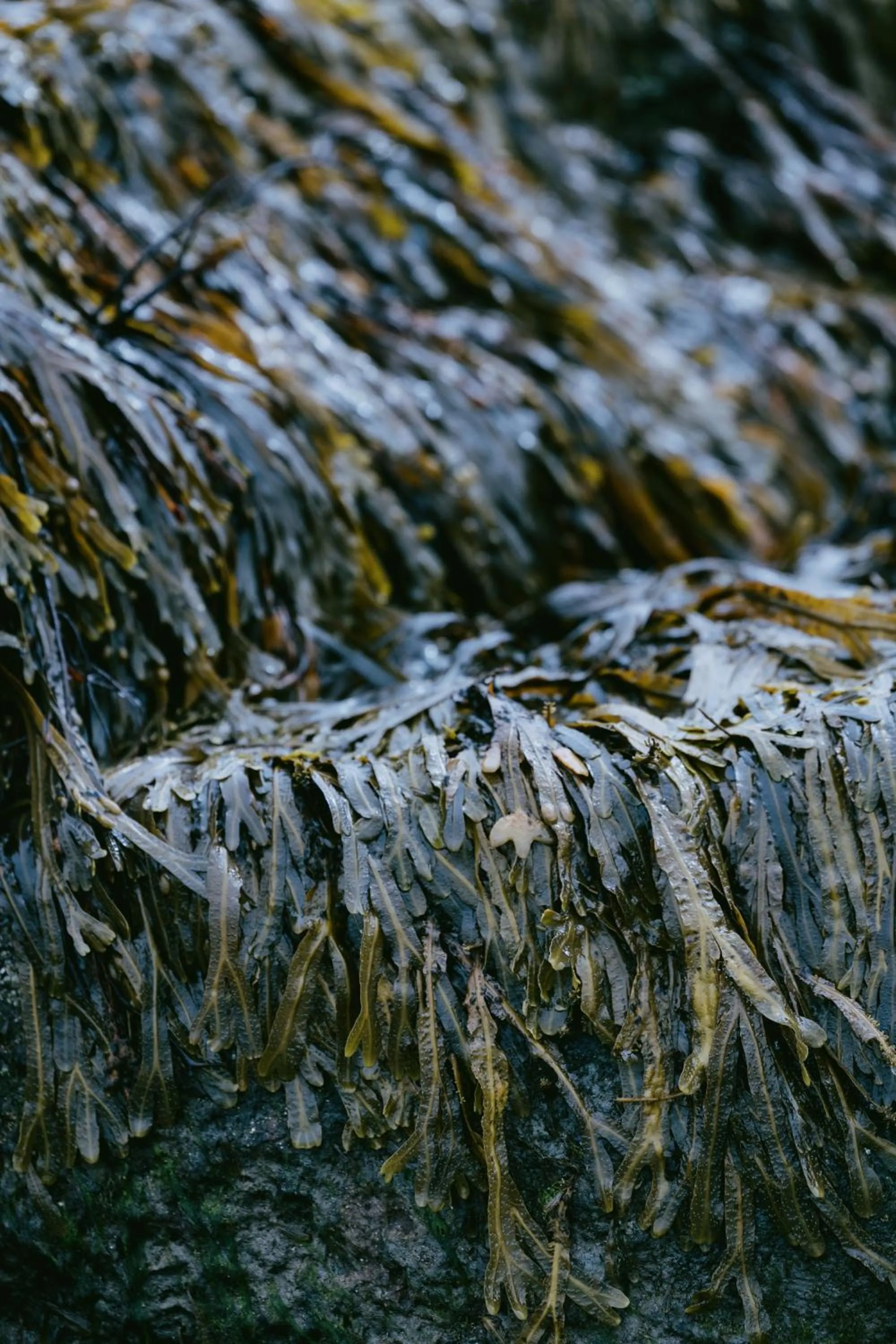 Natural landscape in Dornoch Station