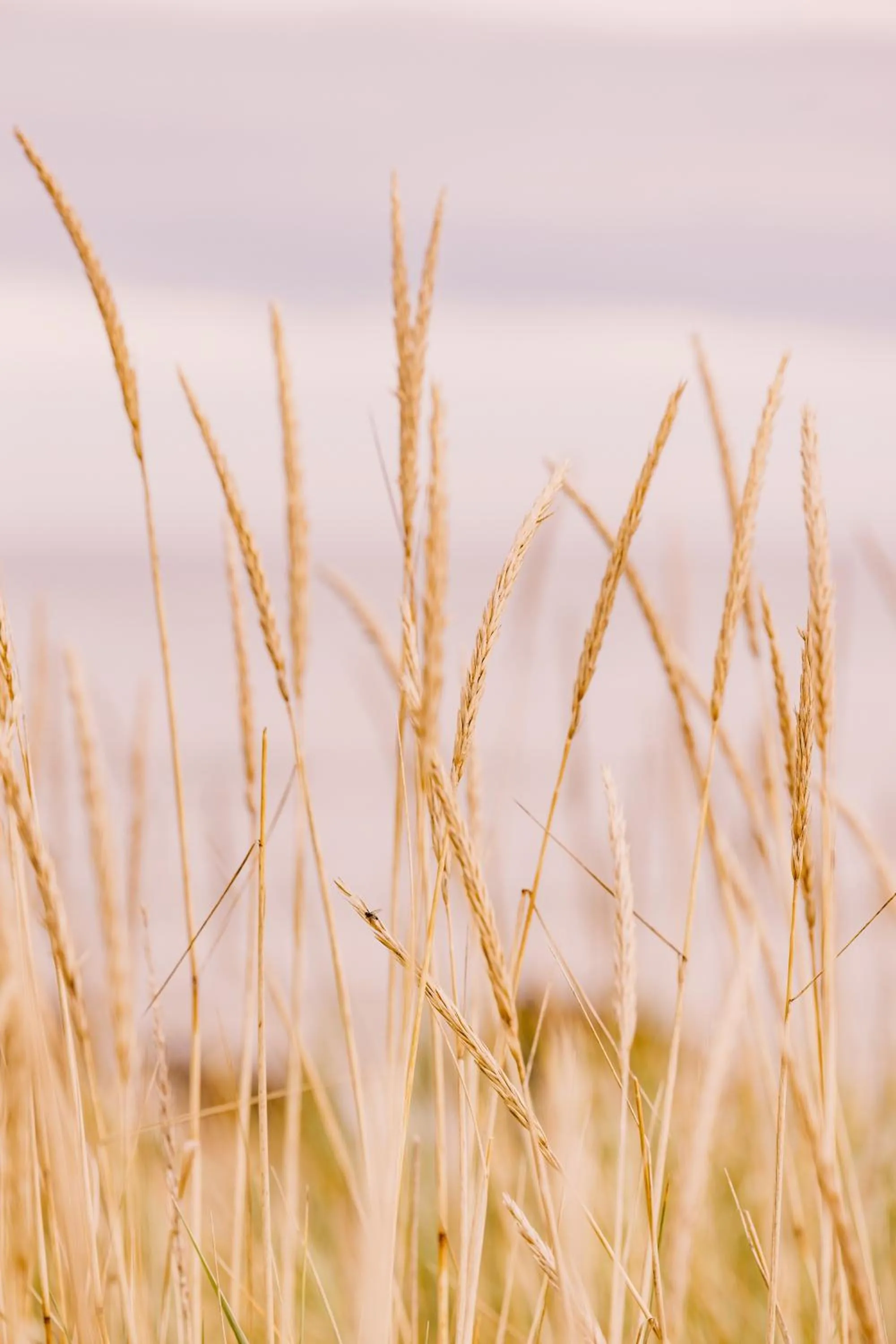Natural landscape in Dornoch Station