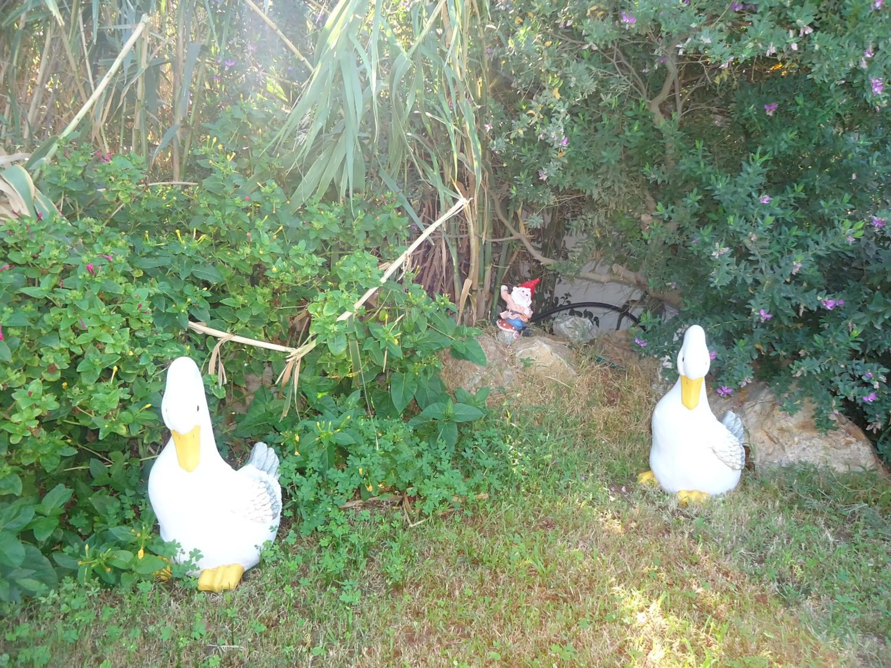 Garden in Colosseo Star