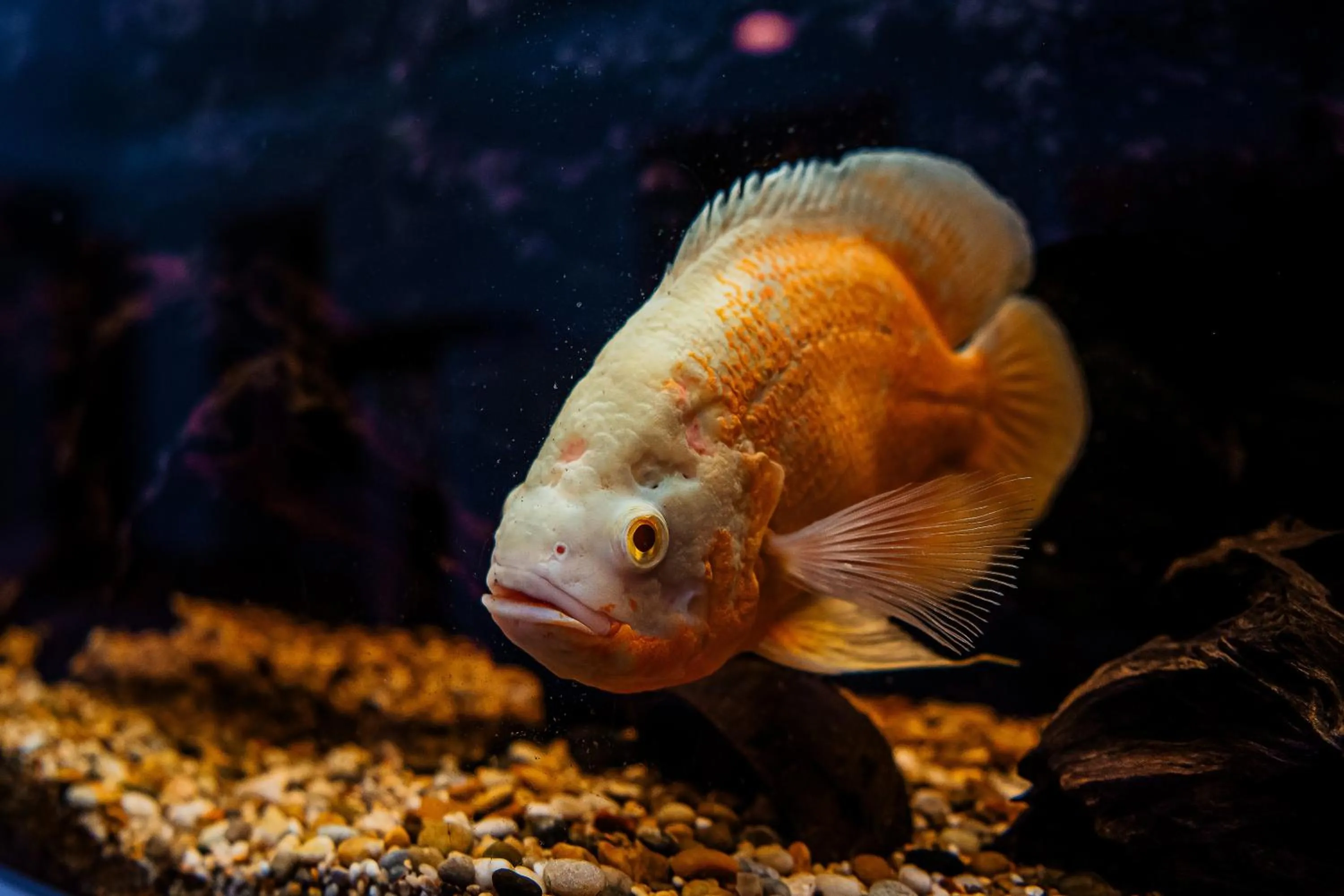 Decorative detail in AirHome - Golden Fish