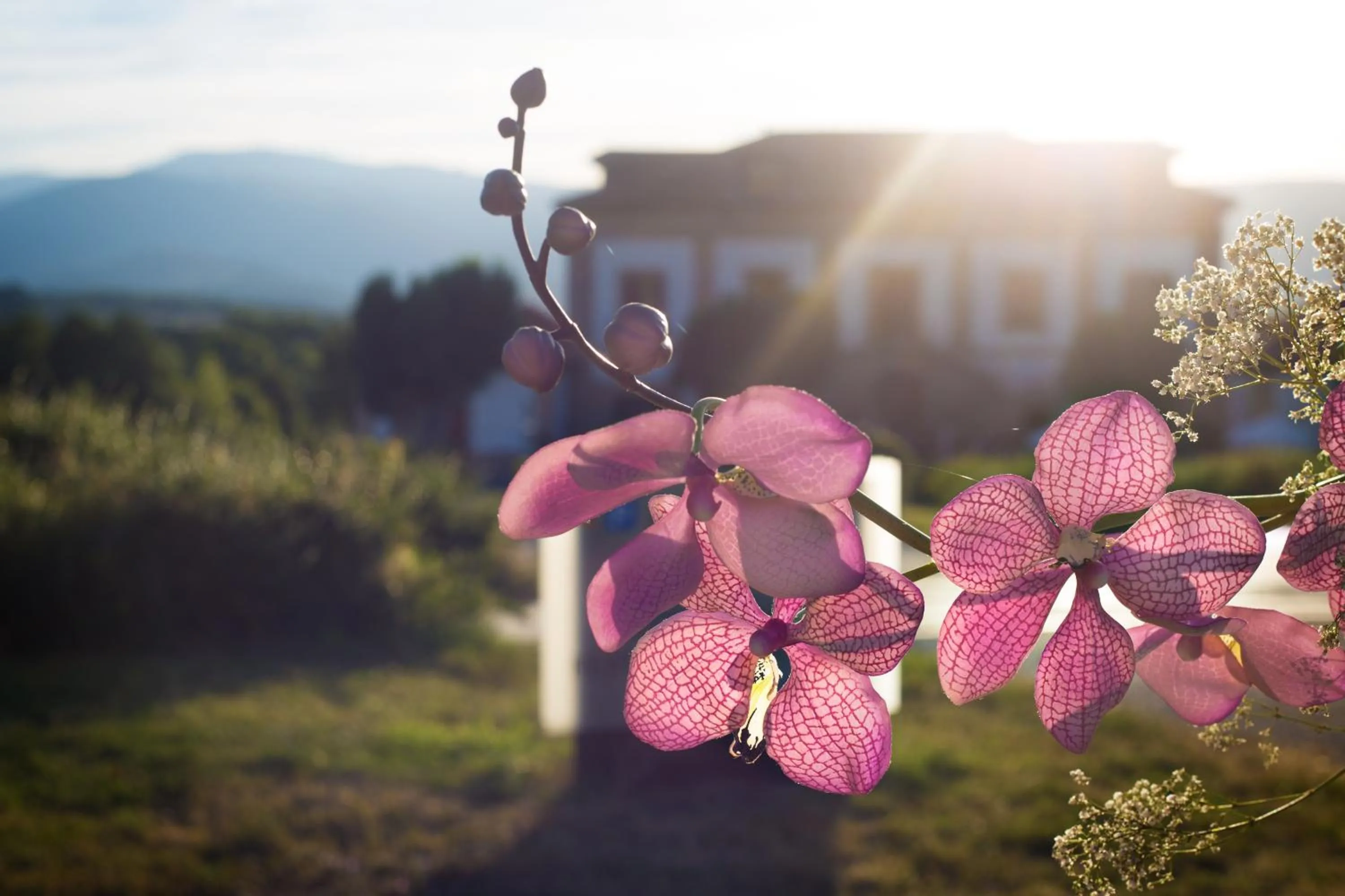 Garden in Izan Puerta de Gredos