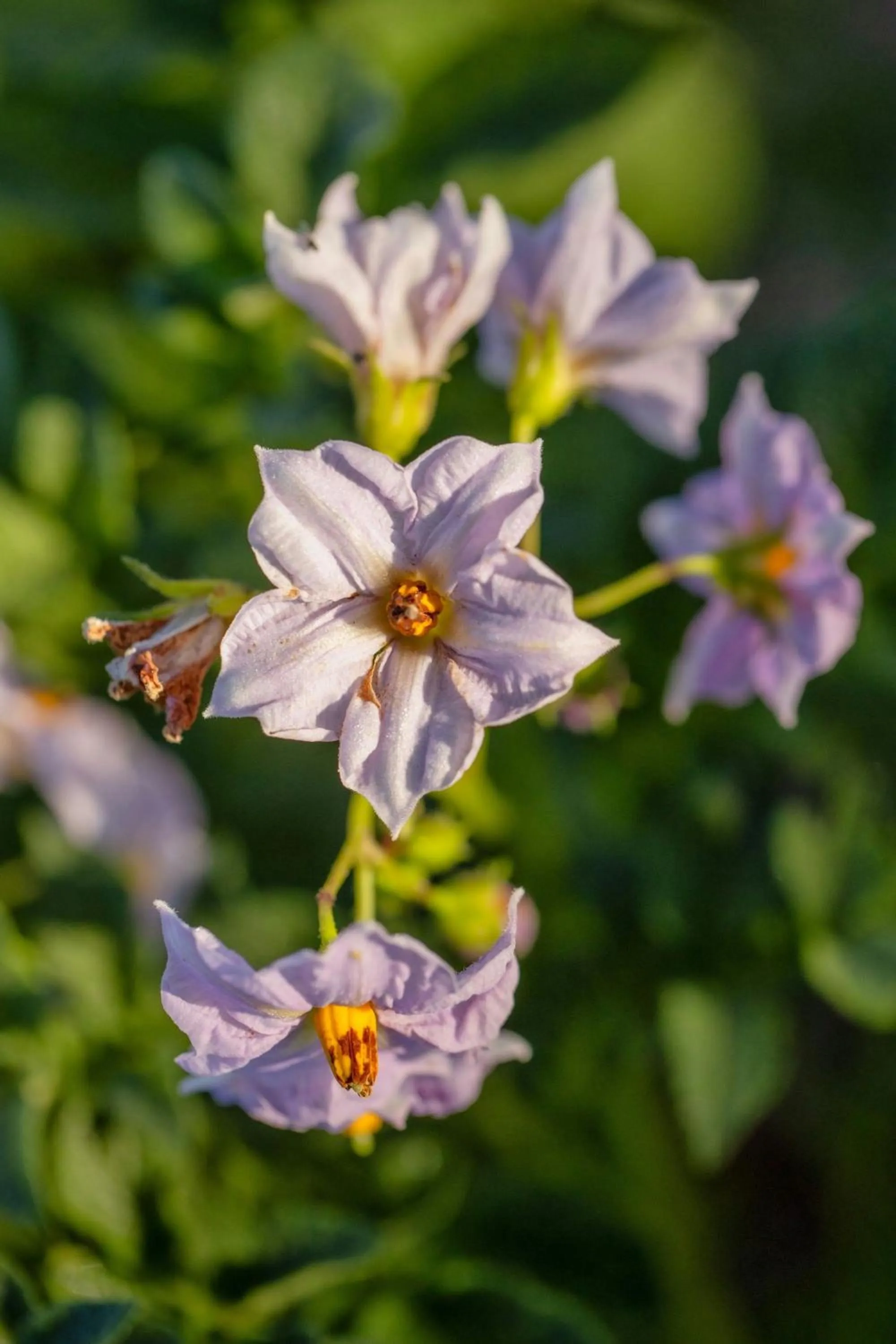 Other in JW Marriott Masai Mara Lodge