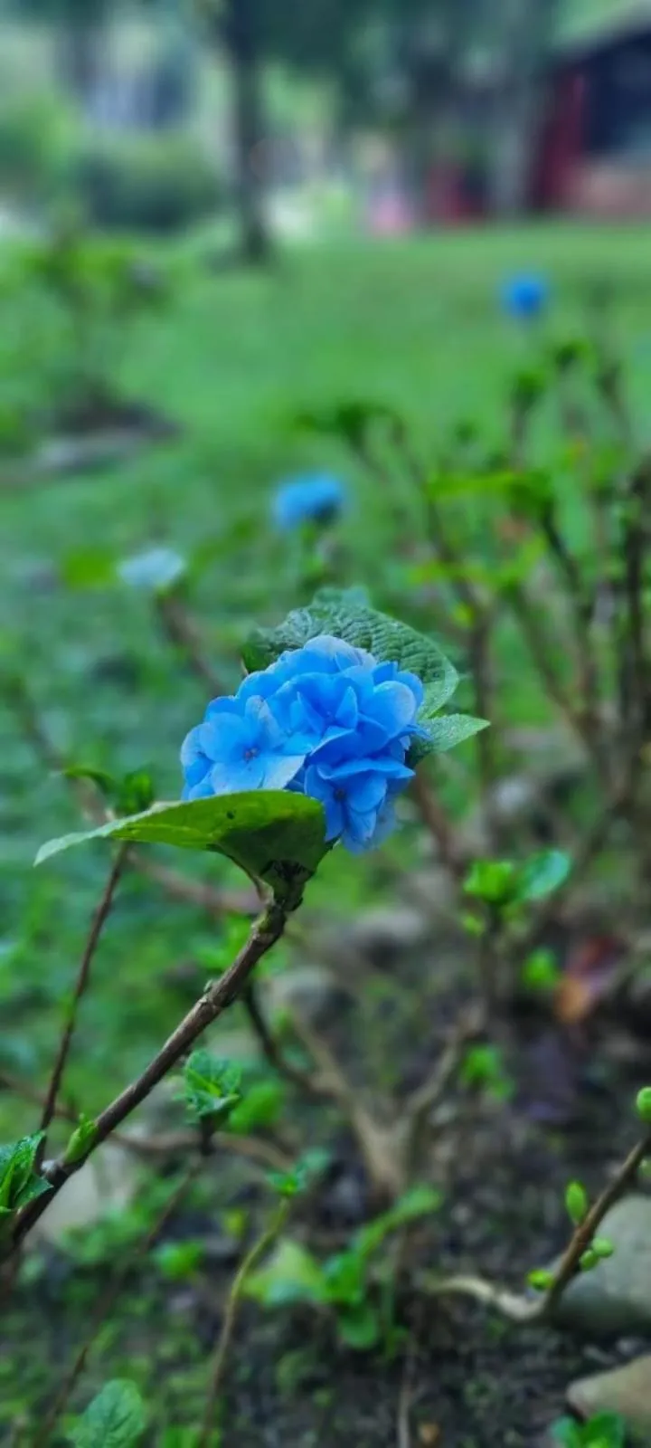 Pousada Bosque do Visconde