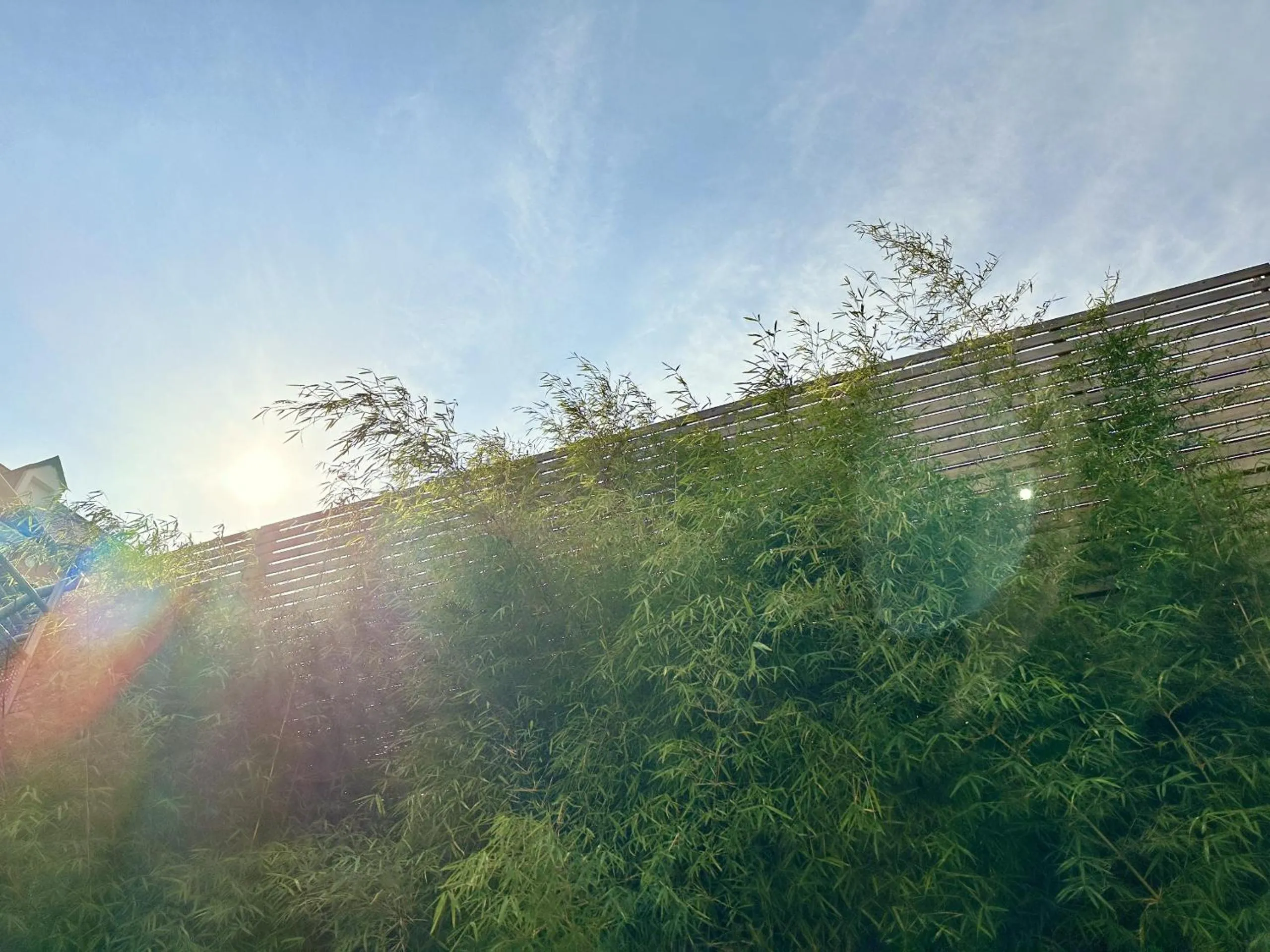 Garden in Le Patio de Loiseau