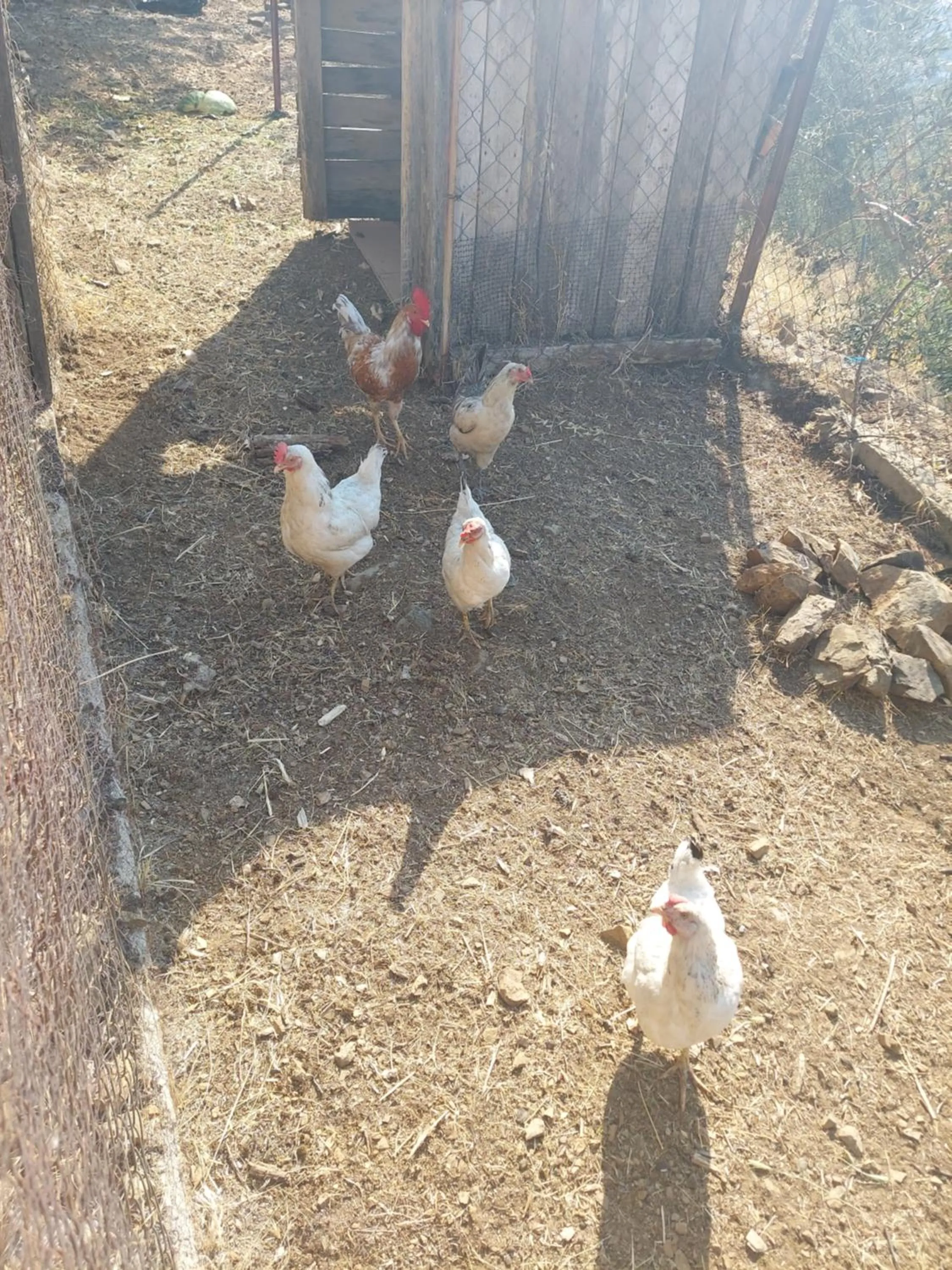 Food close-up in KAZDAĞLARI ZEYTUNİHAN BUTİK OTEL