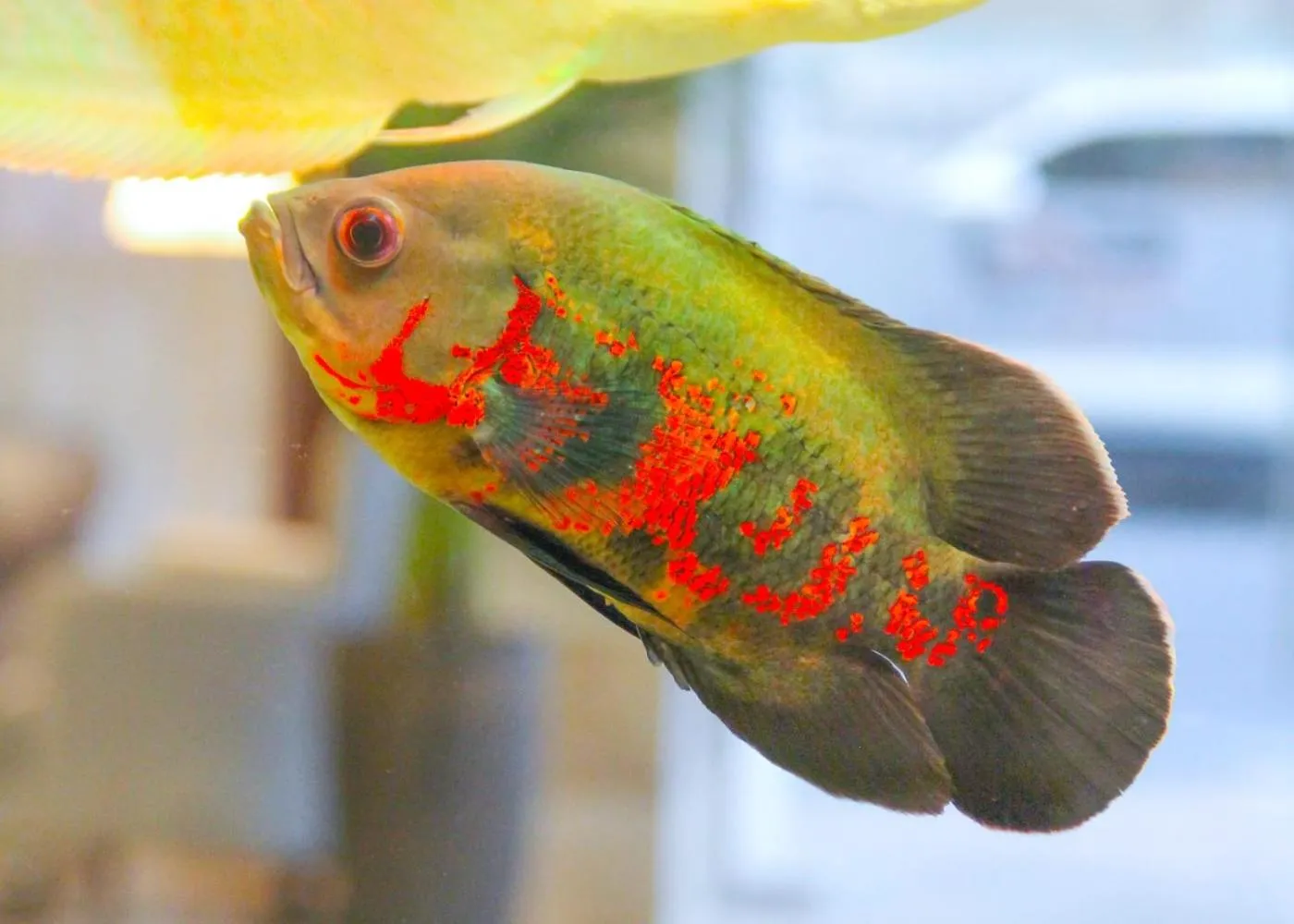 Decorative detail in The Saj Hotel