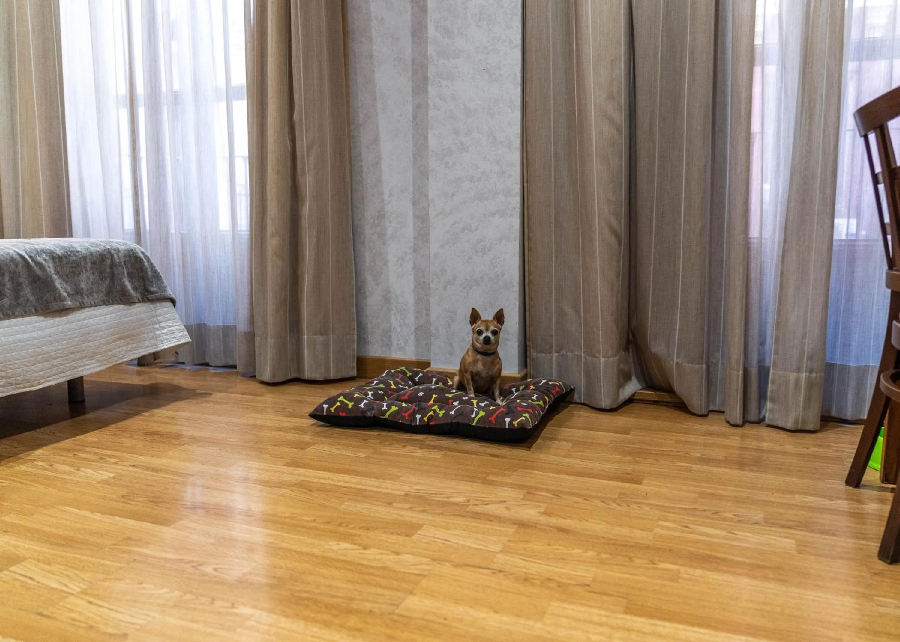 Pets, Bed in Hotel Granada Centro