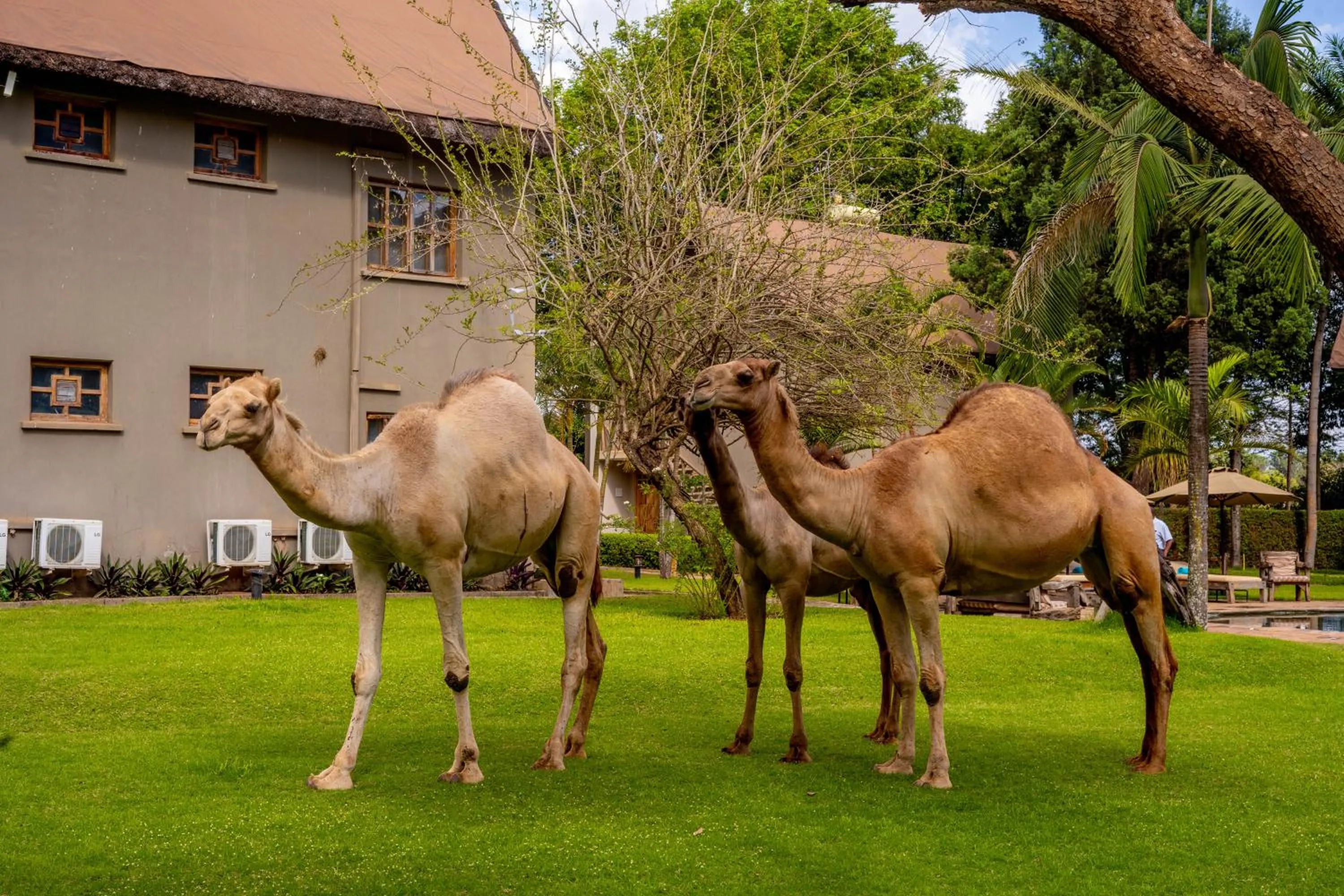 Animals in Weru Weru River Lodge