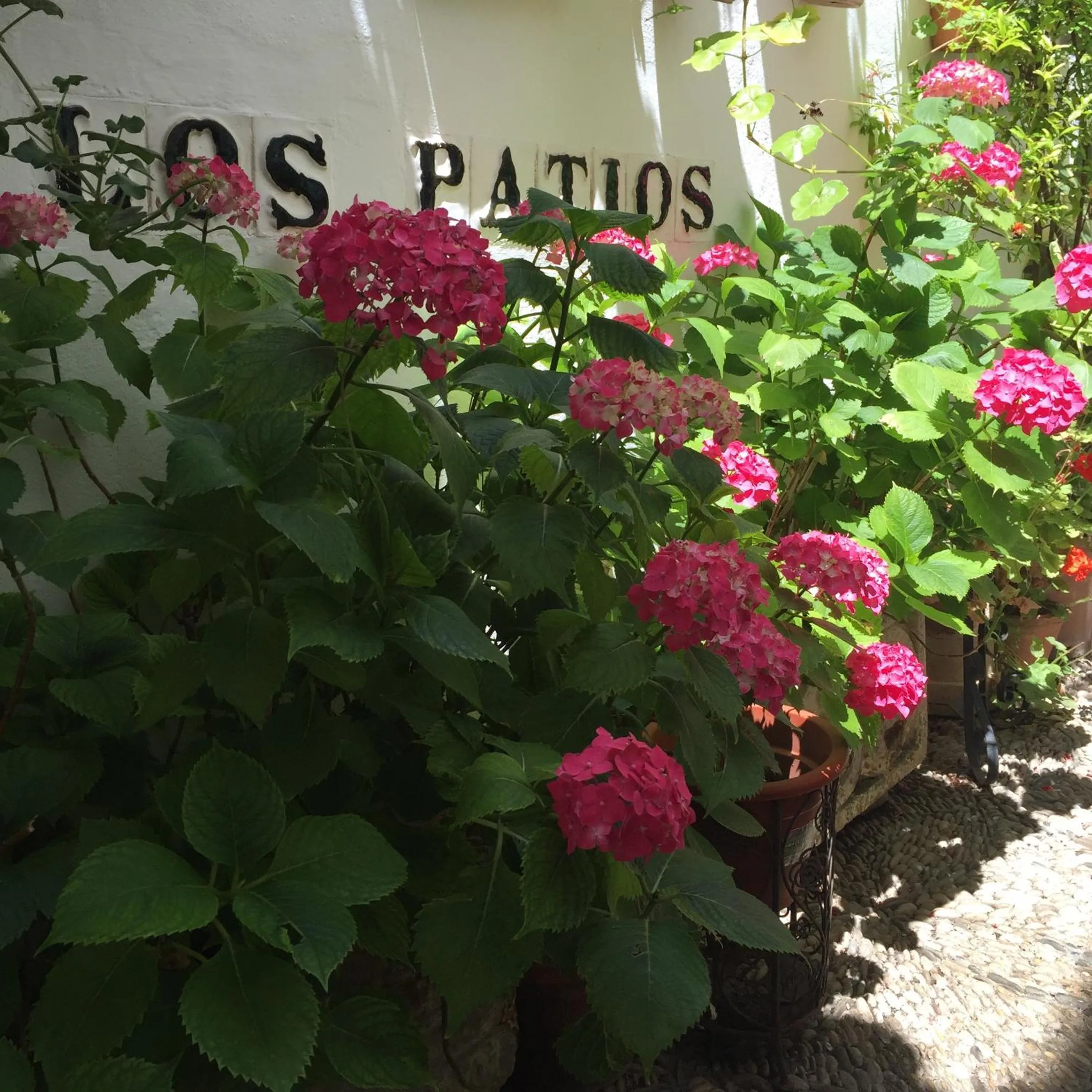 Patio in Los Patios