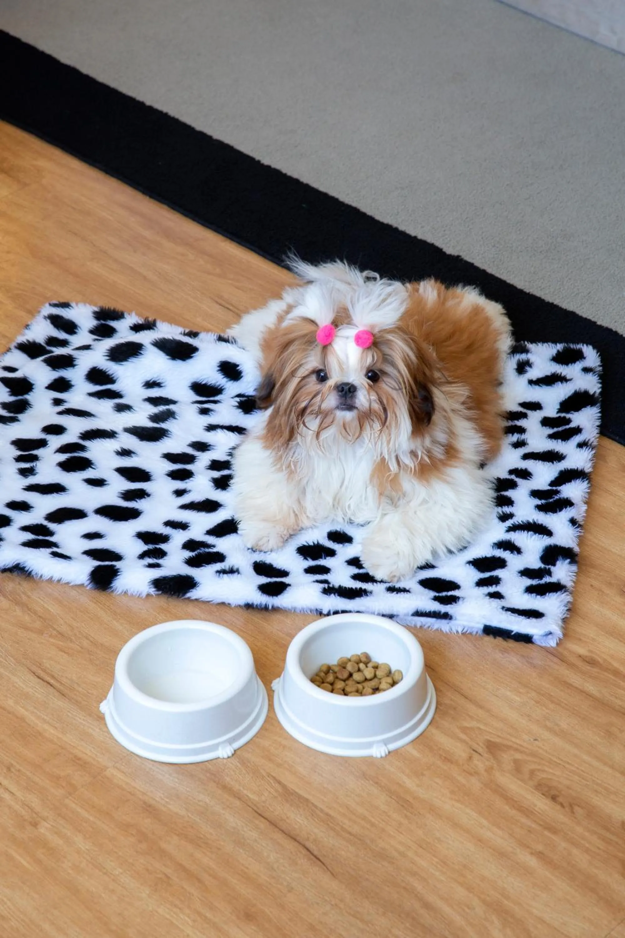 Pets in Windsor Leme Hotel