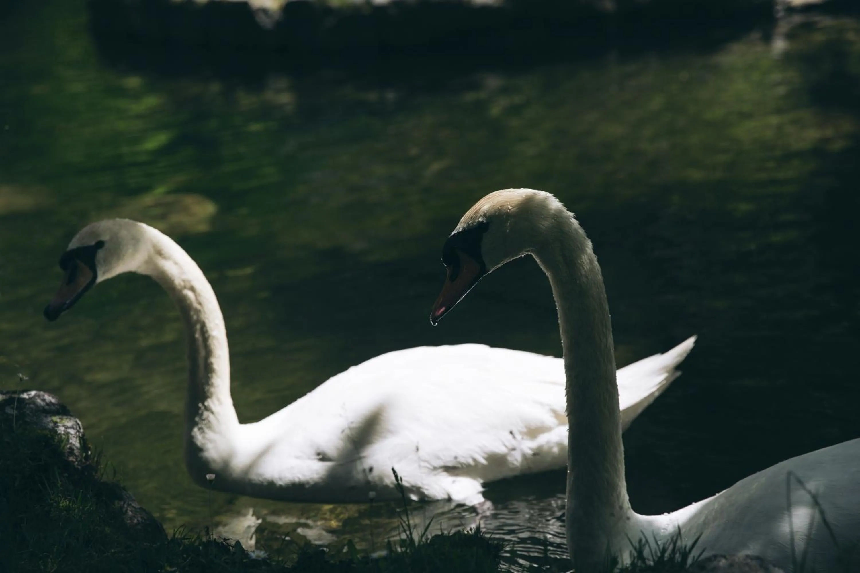 Garden in Hotel Manantial