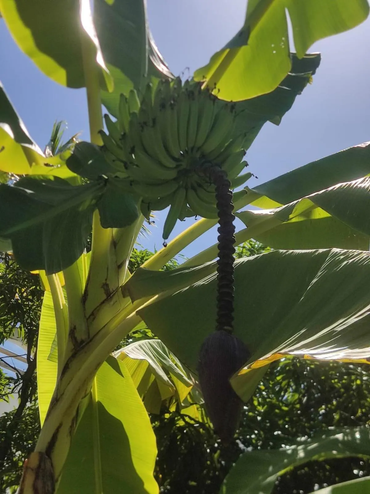 Garden in Milie Lounge Pousada