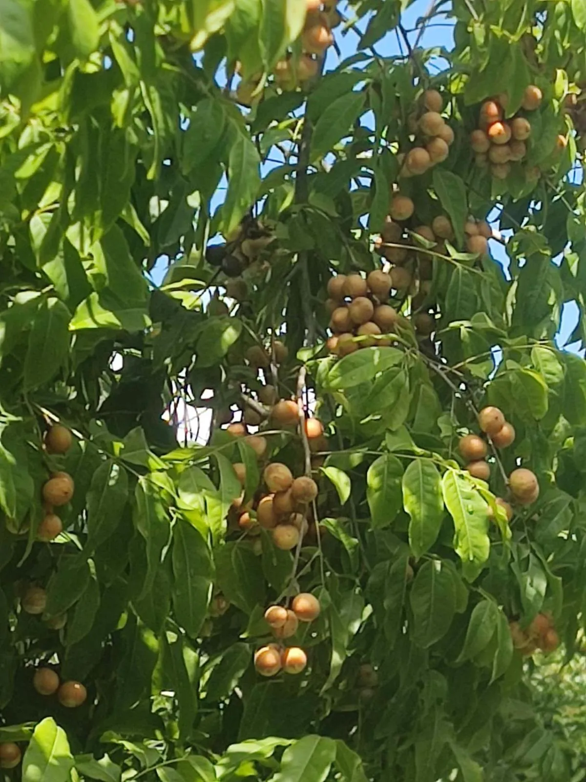 Garden in Milie Lounge Pousada