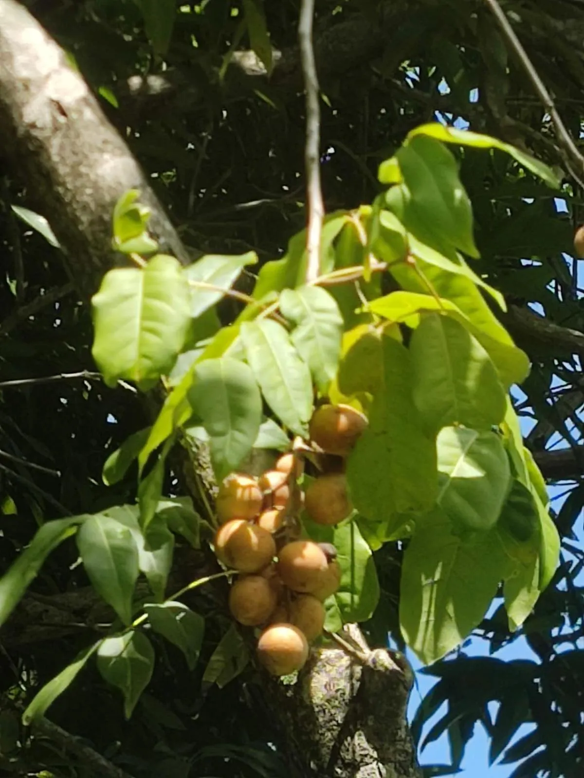 Garden in Milie Lounge Pousada