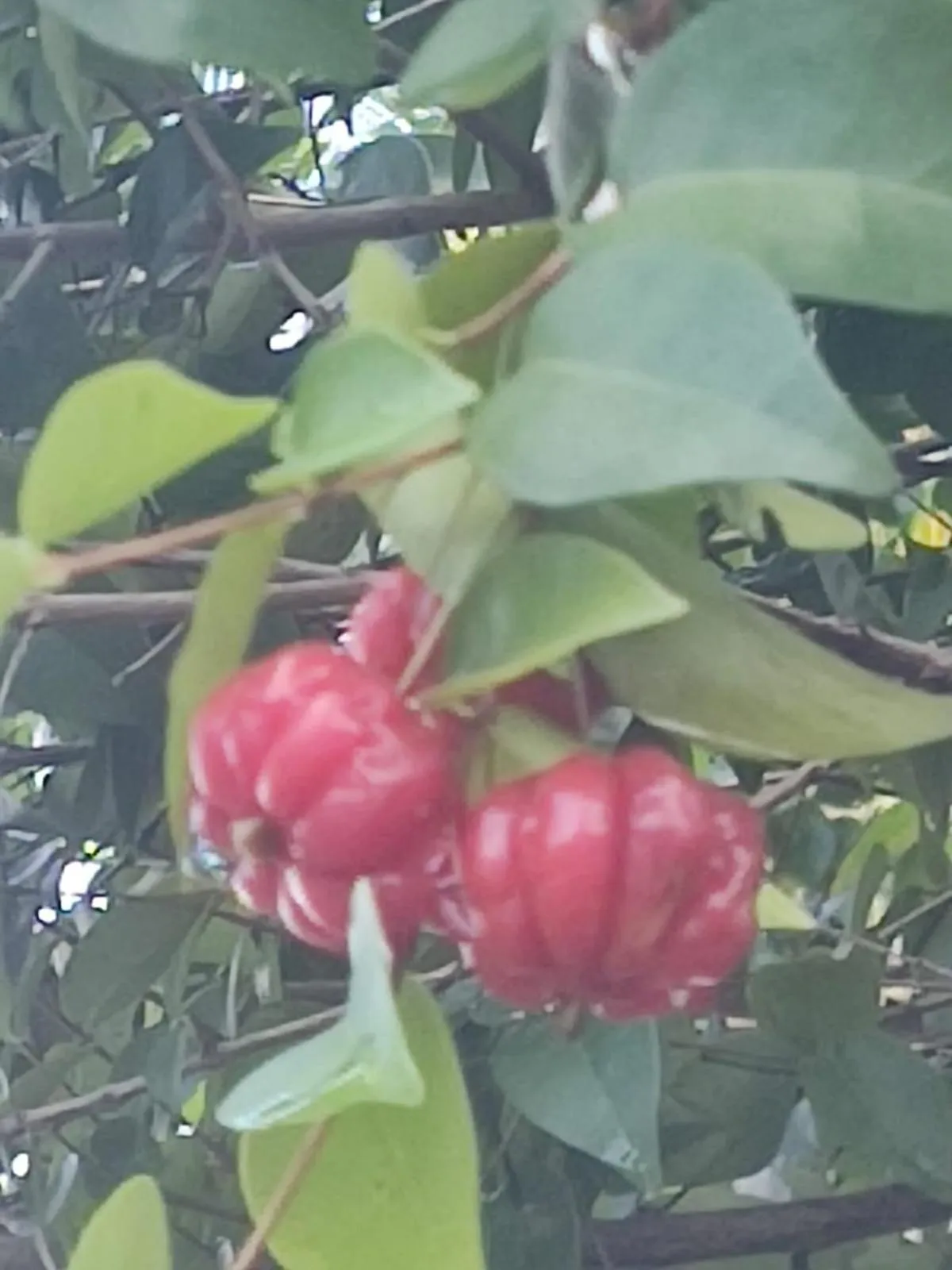 Garden in Milie Lounge Pousada