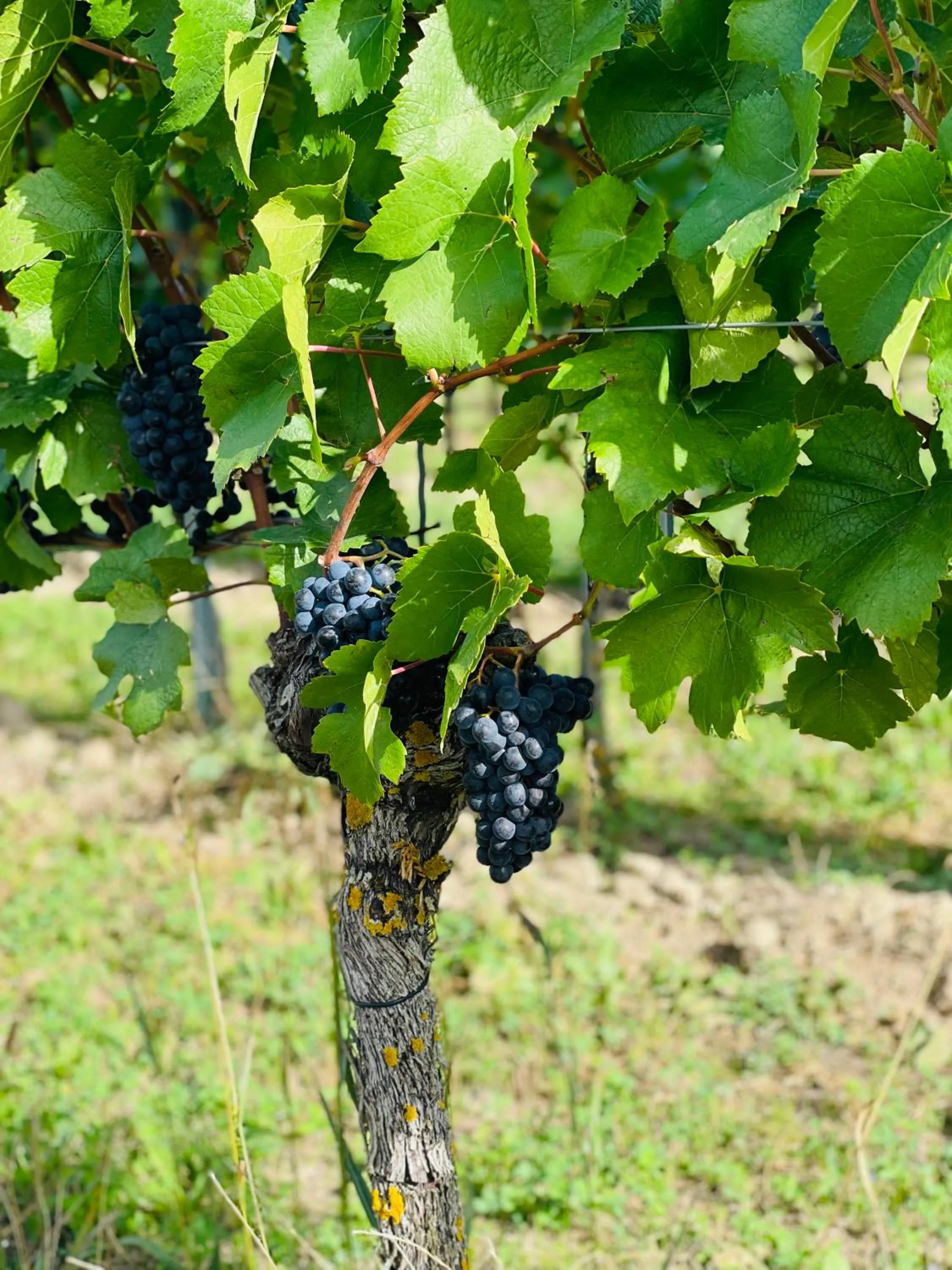 Activities in Gasthof Rebland