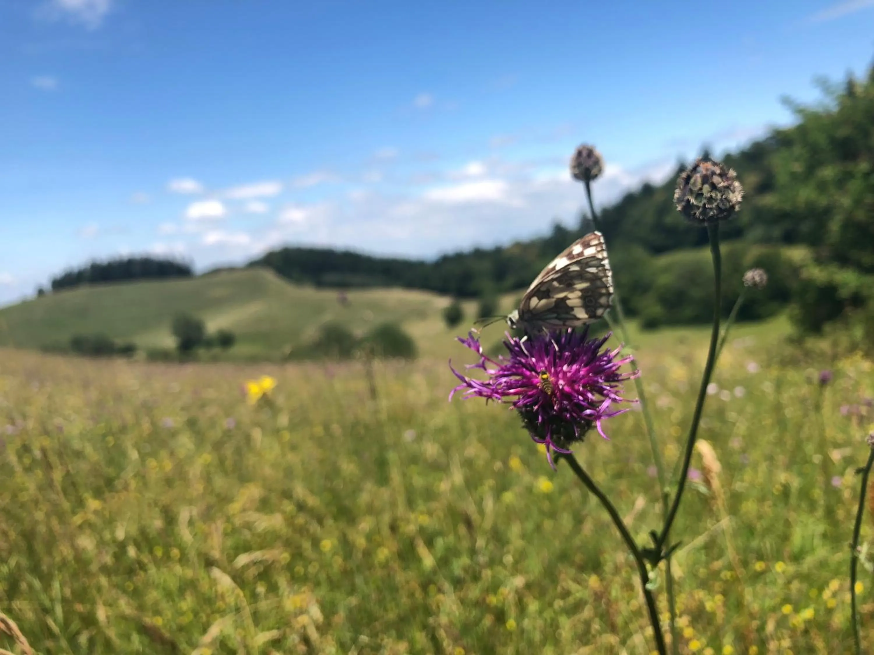 Activities in Gasthof Rebland